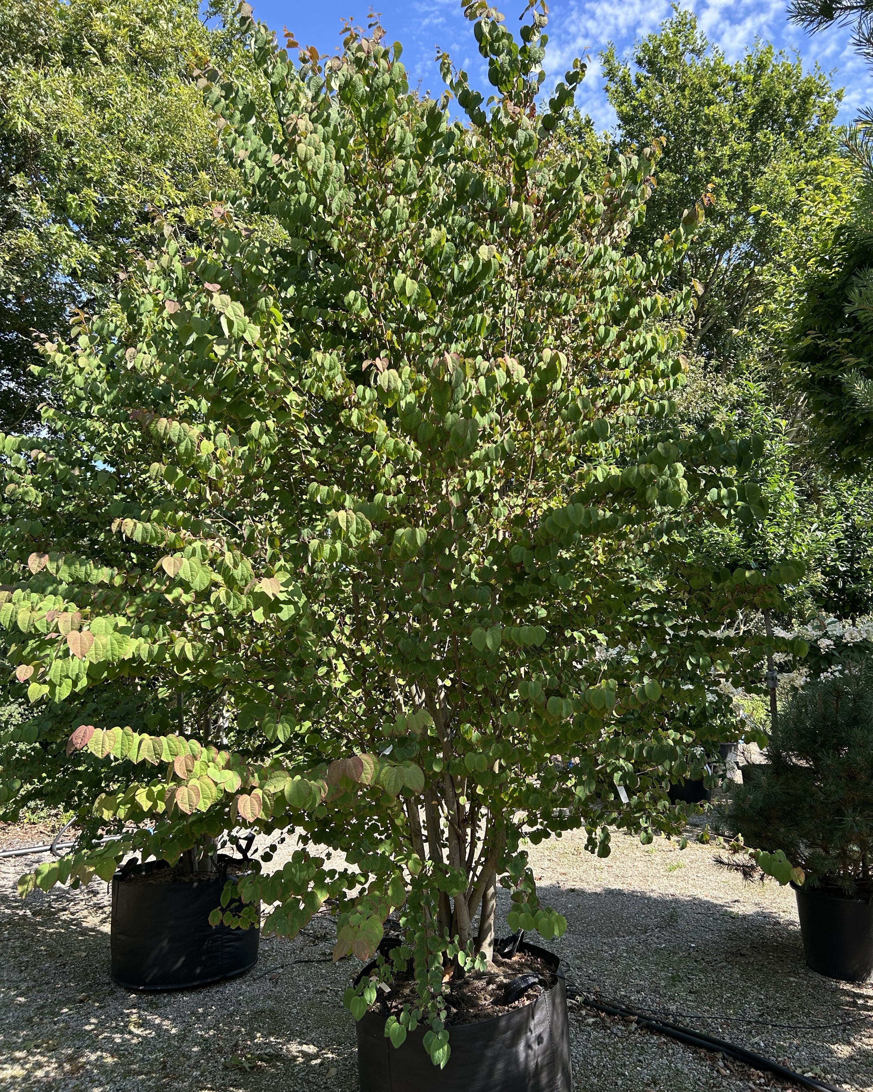 Cercidiphyllum japonicum, Multistammet hjertetræ med flere slanke stammer og en bred krone af karakteristiske hjerteformede blade.