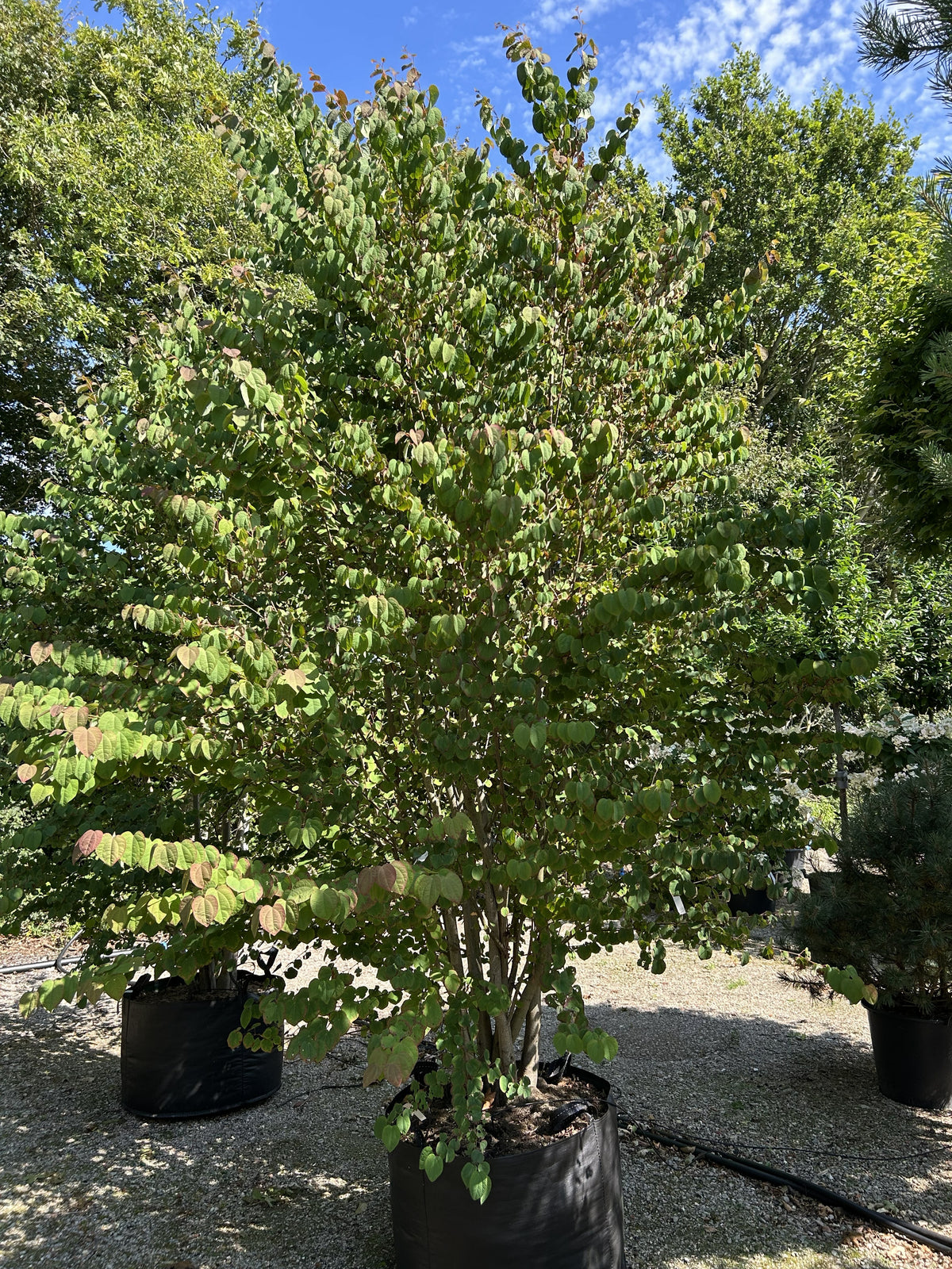 Cercidiphyllum japonicum, Multistammet hjertetræ med flere slanke stammer og en bred krone af karakteristiske hjerteformede blade.