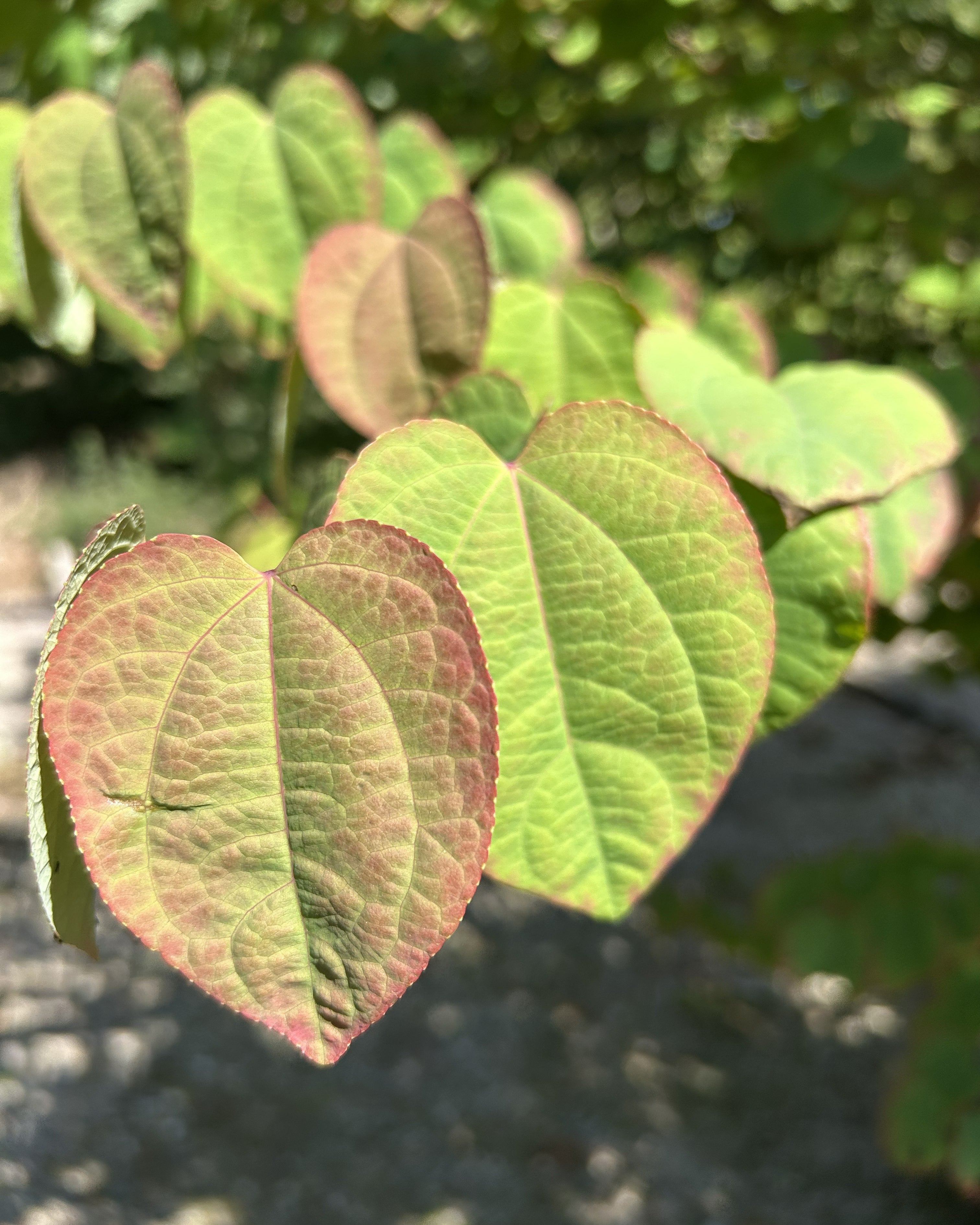 Tæt nærbillede af et enkelt, perfekt hjerteformet blad med fine bladnerver på et hjertetræ, Cercidiphyllum japonicum.