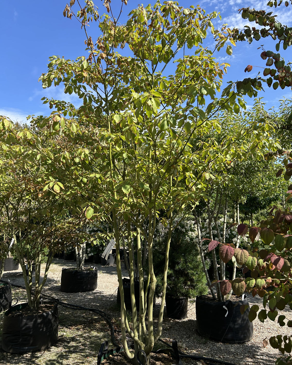 Multistammet etagekornel, Cornus controversa, med flere synlige stammer og grene i markante, vandrette etager.