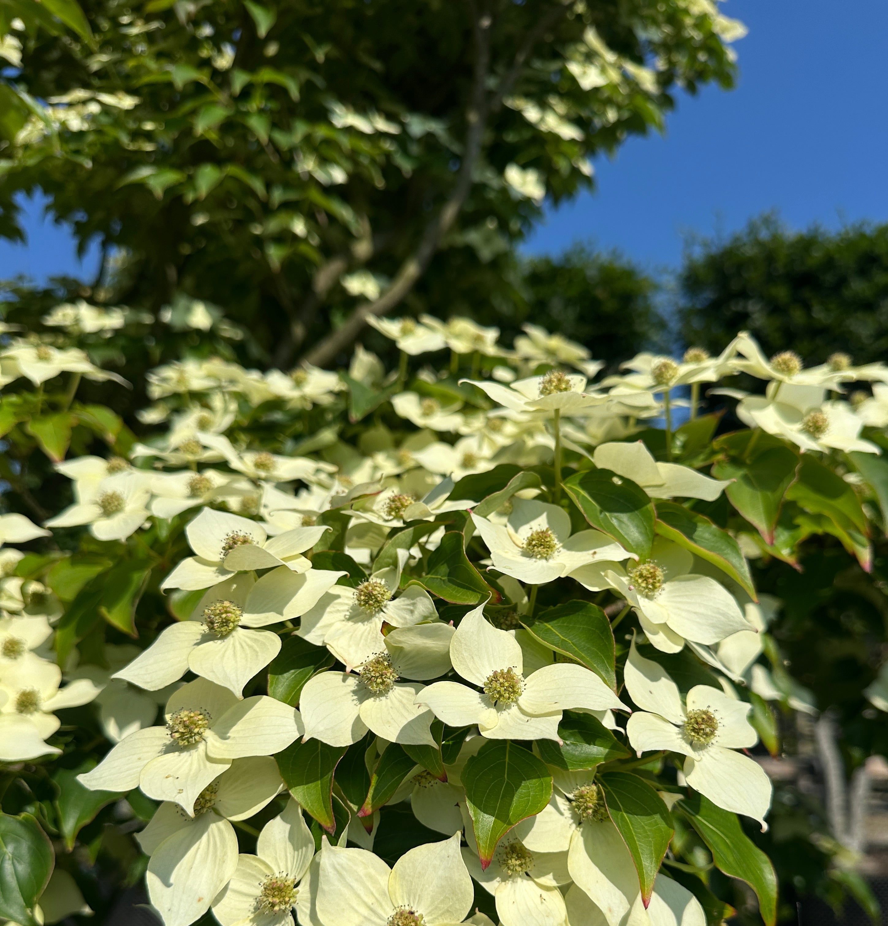 Nærbillede af de karakteristiske stjerneformede og kridhvide højblade med en lille grøngul blomst i midten på en koreakornel.