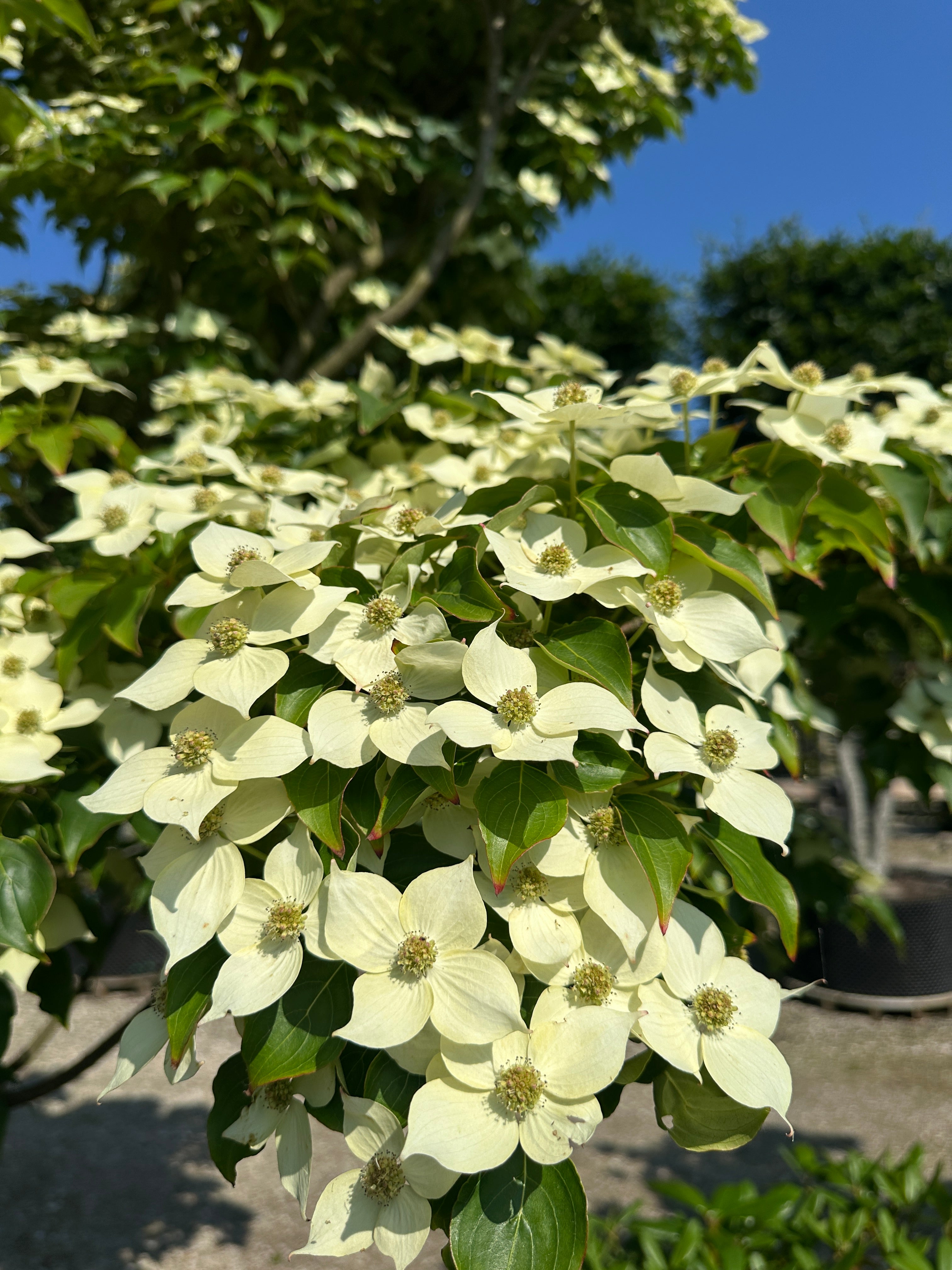 Nærbillede af de karakteristiske stjerneformede og kridhvide højblade med en lille grøngul blomst i midten på en koreakornel.