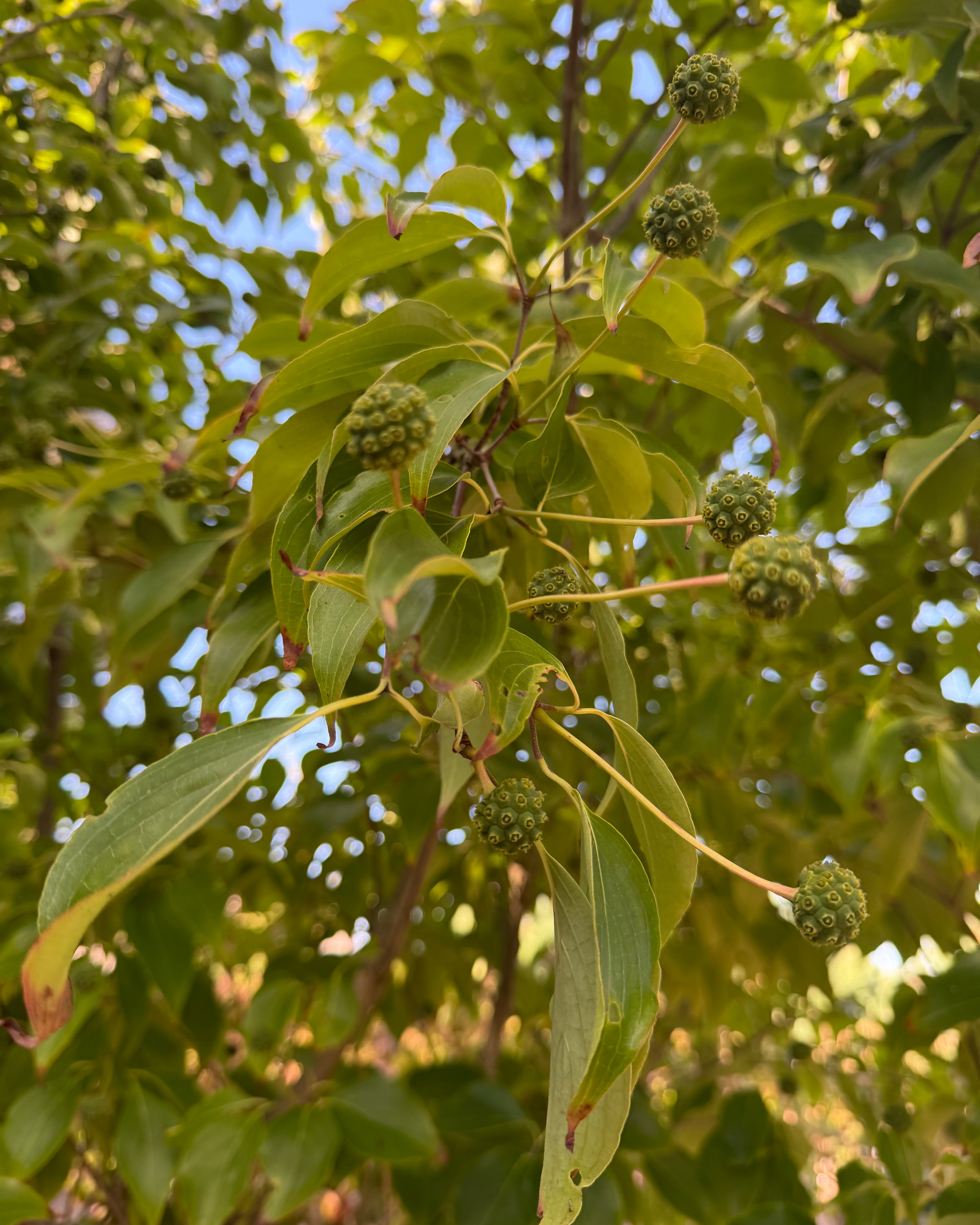 Umodne, grønne, hindbærlignende frugter og spidse, grønne blade på en Cornus kousa Chinensis koreakornel.