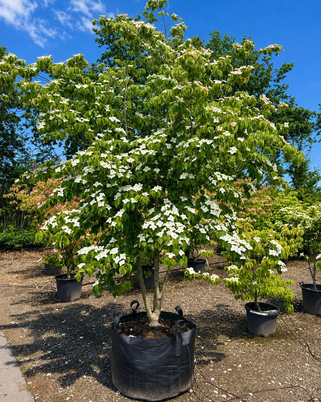 Multistammet koreakornel, Cornus kousa 'Chinensis', med flere synlige stammer og en bred, forgrenet krone.