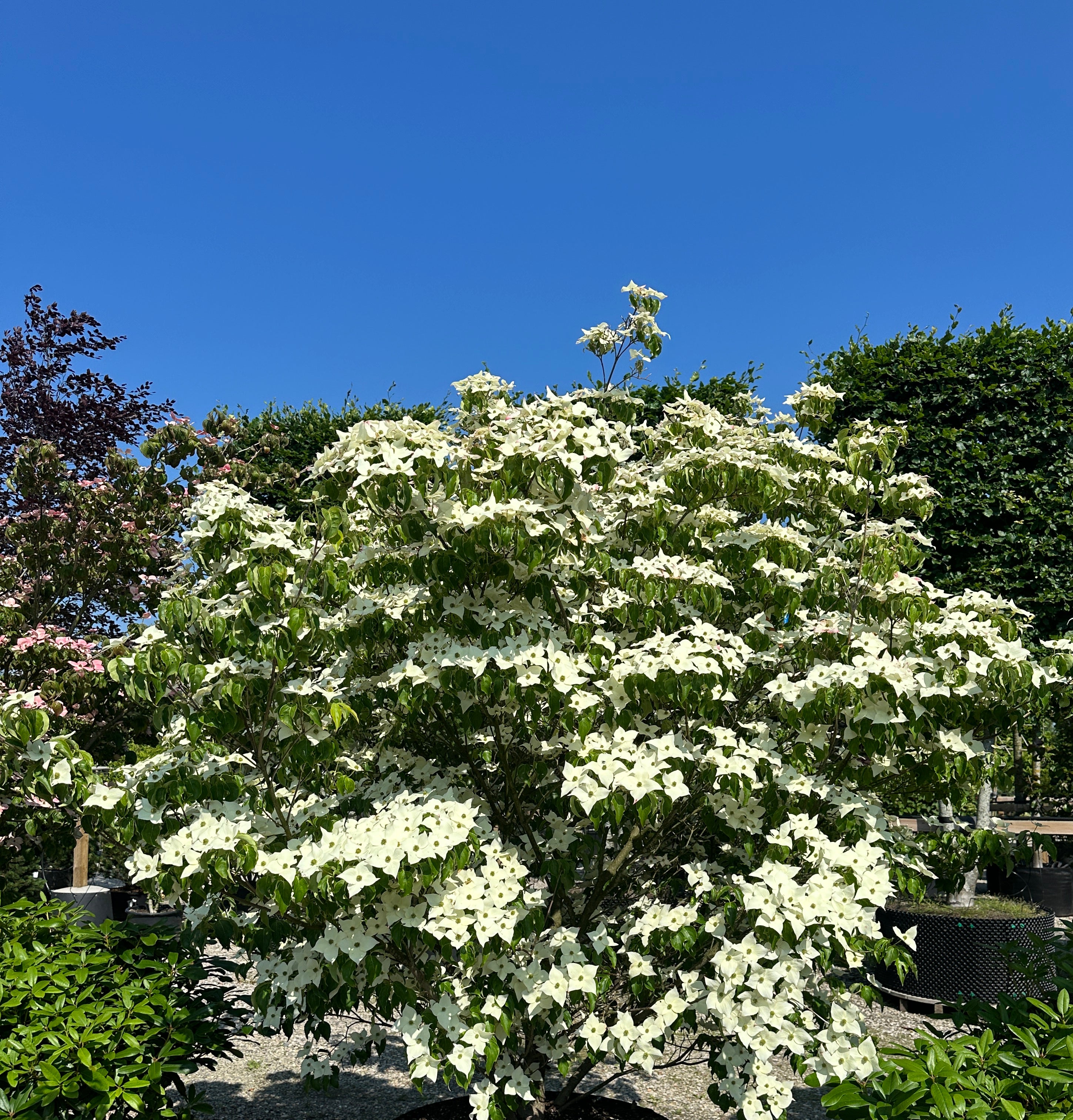 Multistammet koreakornel Milky Way med synlige stammer og en bred etageopbygget krone i overdådig hvid blomstring.