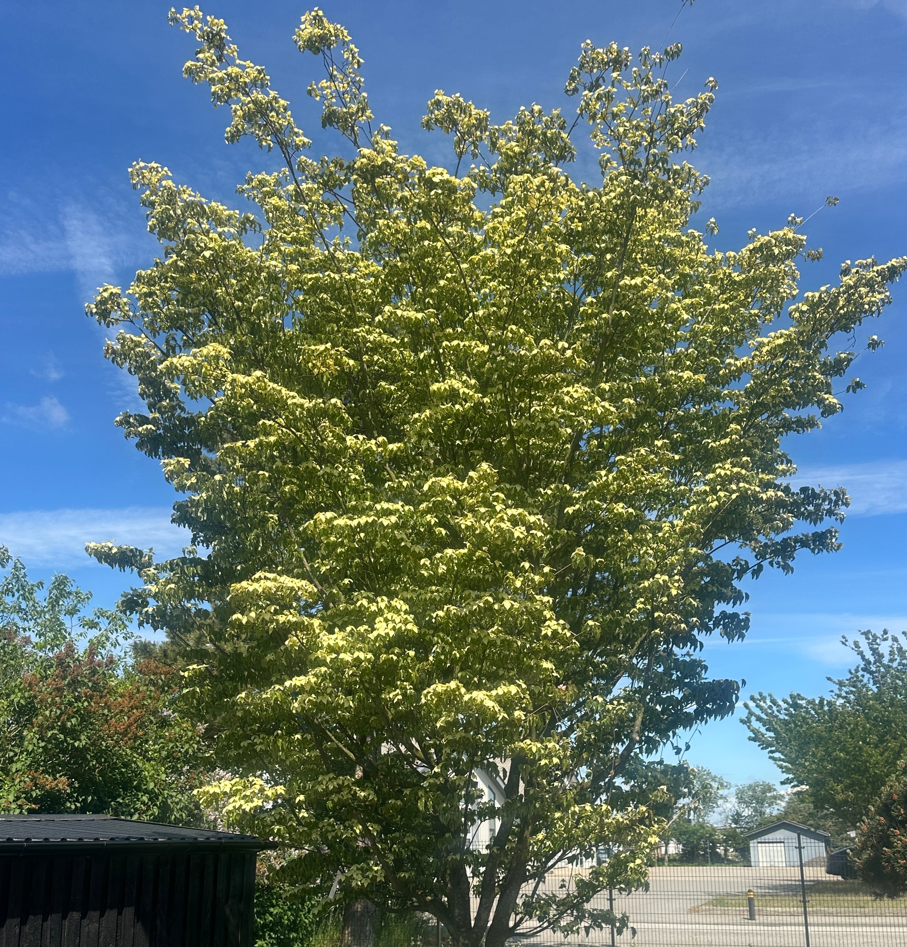 Flerstammet koreakornel National i Fuld forårsblomstring med blottede gråbrune stammer i bunden og et tæt dække af hvide blomsterlignende højblade.