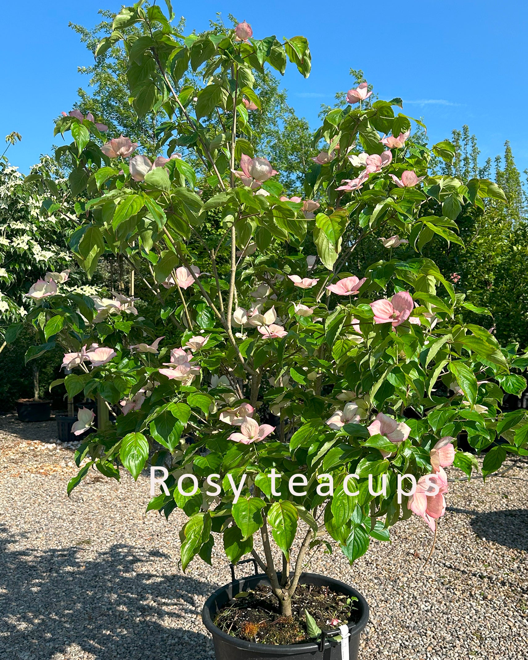 Kompakt Cornus kousa Rosy Teacups koreakornel busk fyldt med store, rosa-røde stjerneformede blomster.