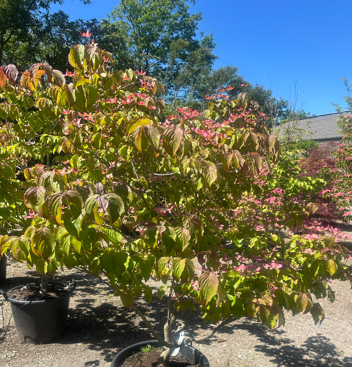 Blomstring med store, stjerneformede mørkrosa højblade på en Cornus kousa 'Satomi'.
