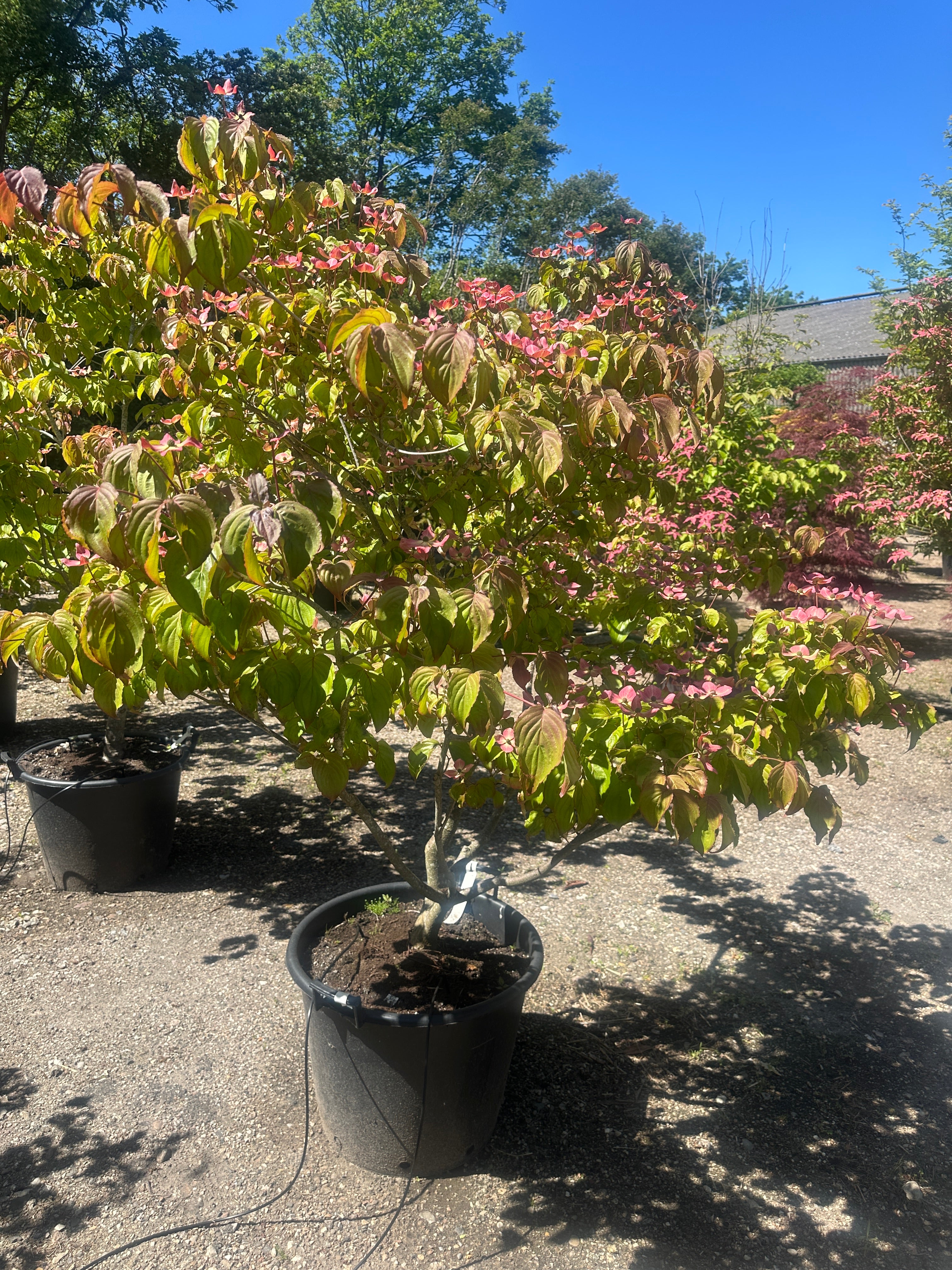 Blomstring med store, stjerneformede mørkrosa højblade på en Cornus kousa 'Satomi'.
