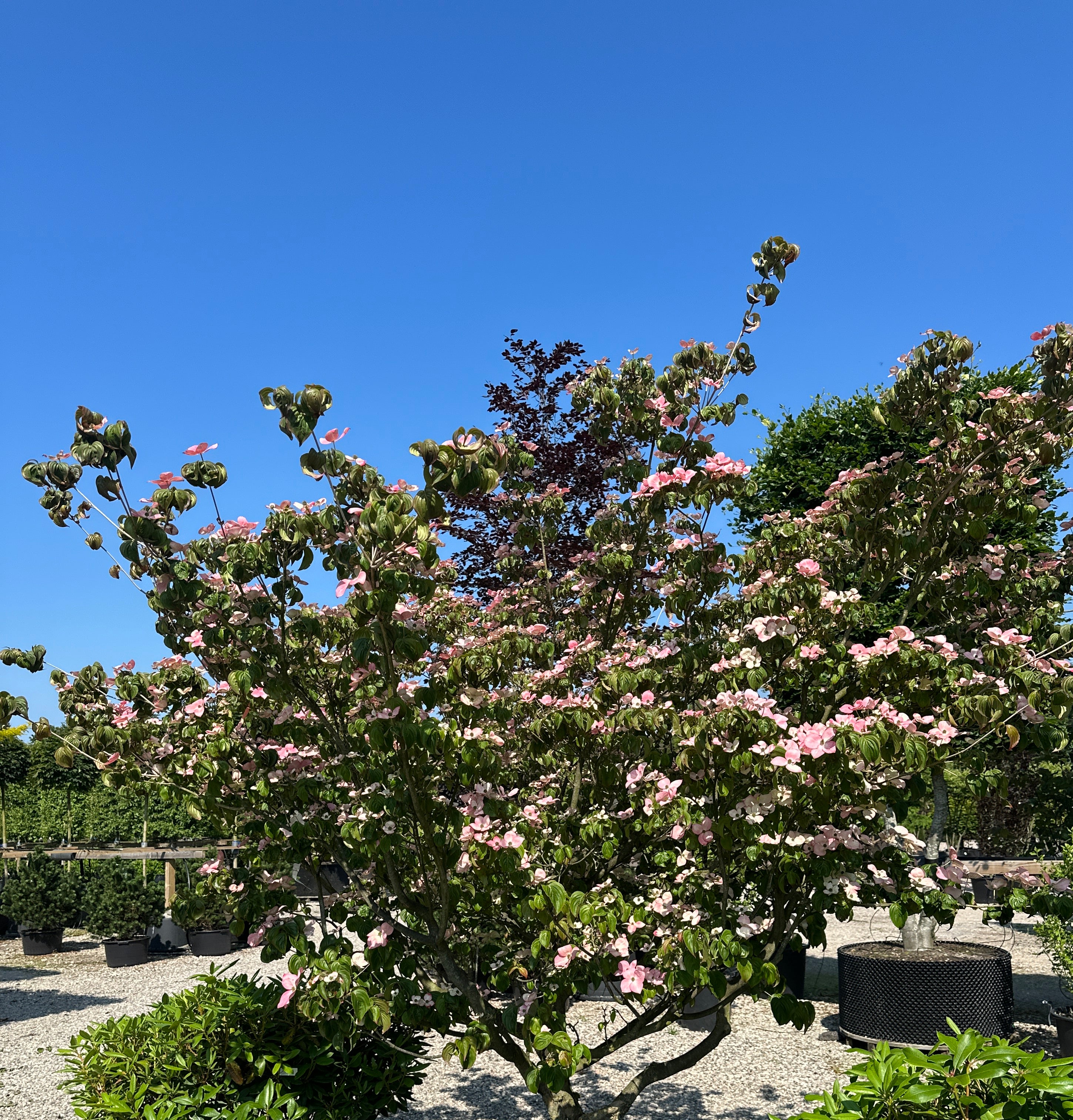 Multistammet Cornus kousa 'Satomi' i fuld forsommerblomstring med et væld af store, lyserøde højblade.