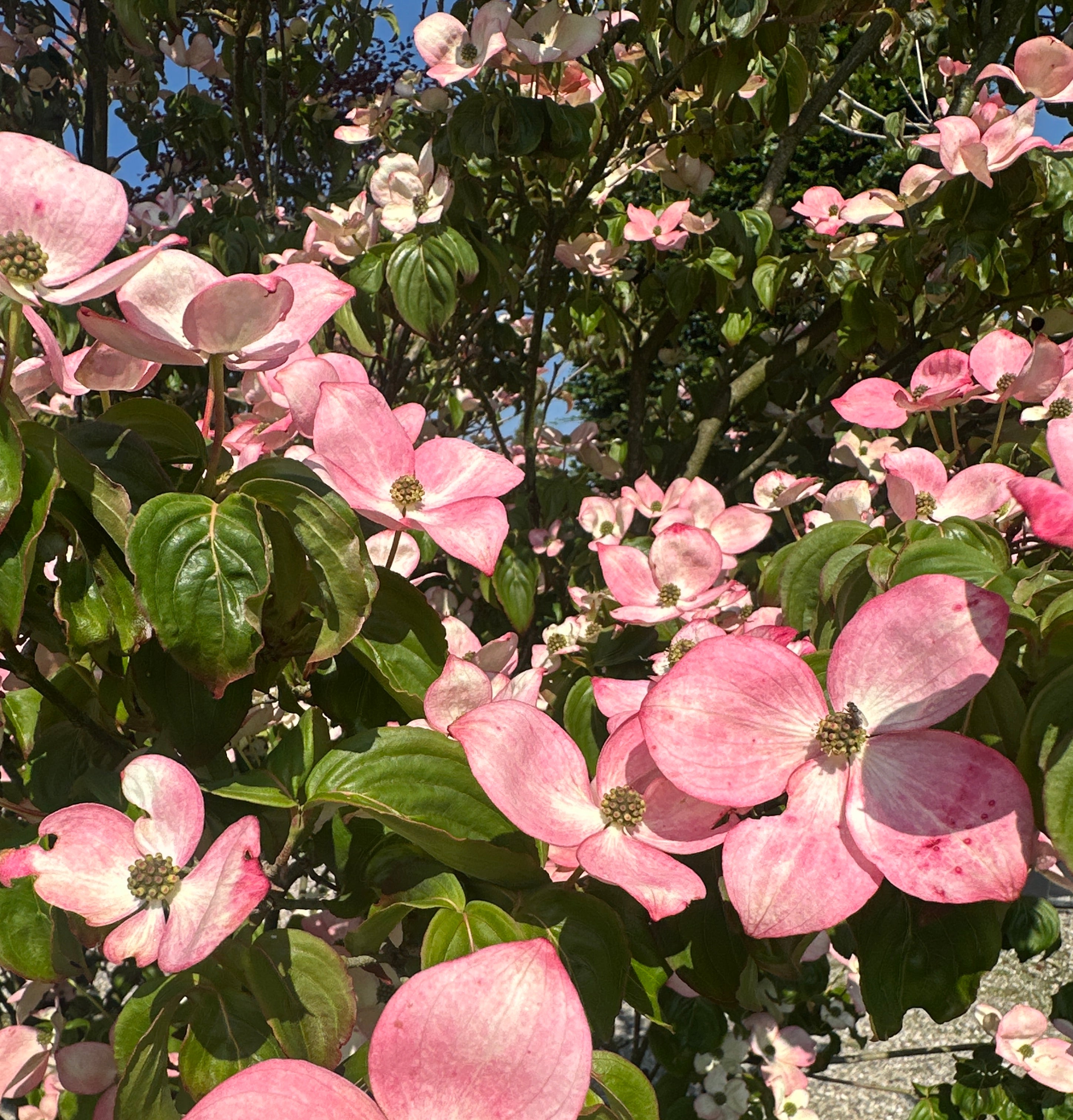 Rosa og stjerneformede højblade på grenene af en 'Satomi' koreakornel.