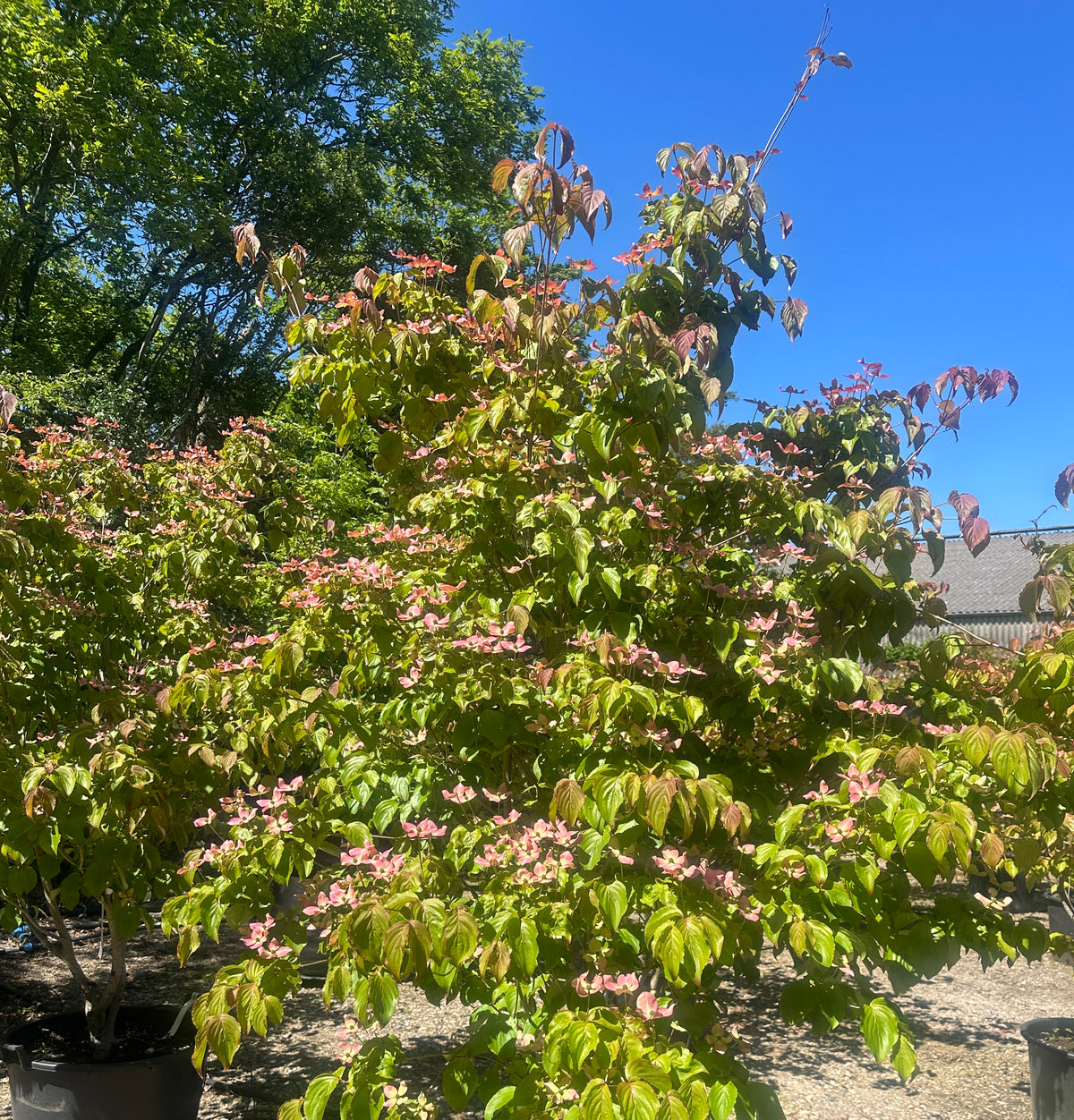 Blomstring med store, stjerneformede mørkrosa højblade på en Cornus kousa 'Satomi'.