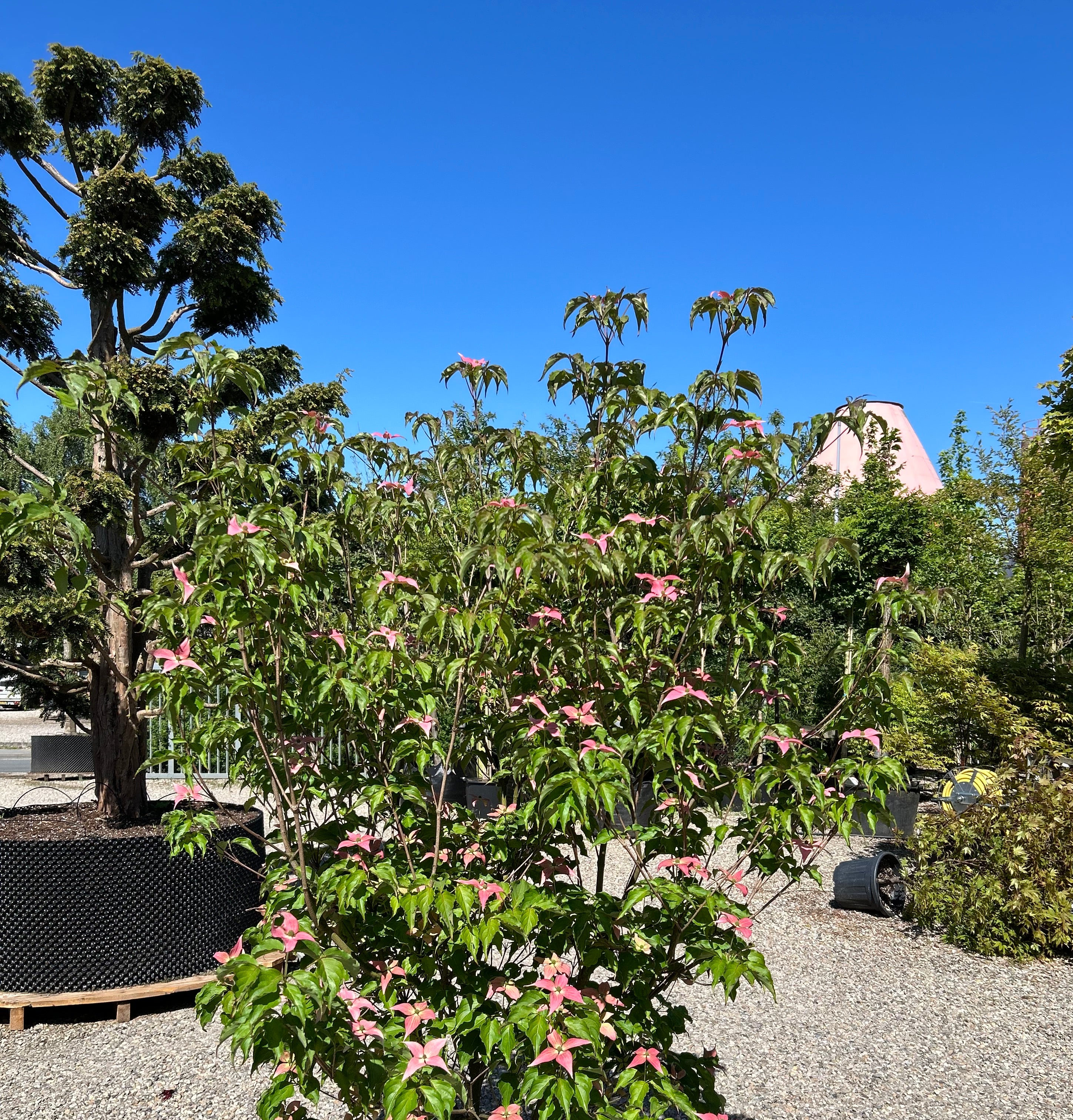 Koreakornel med rosafarvede blomster.