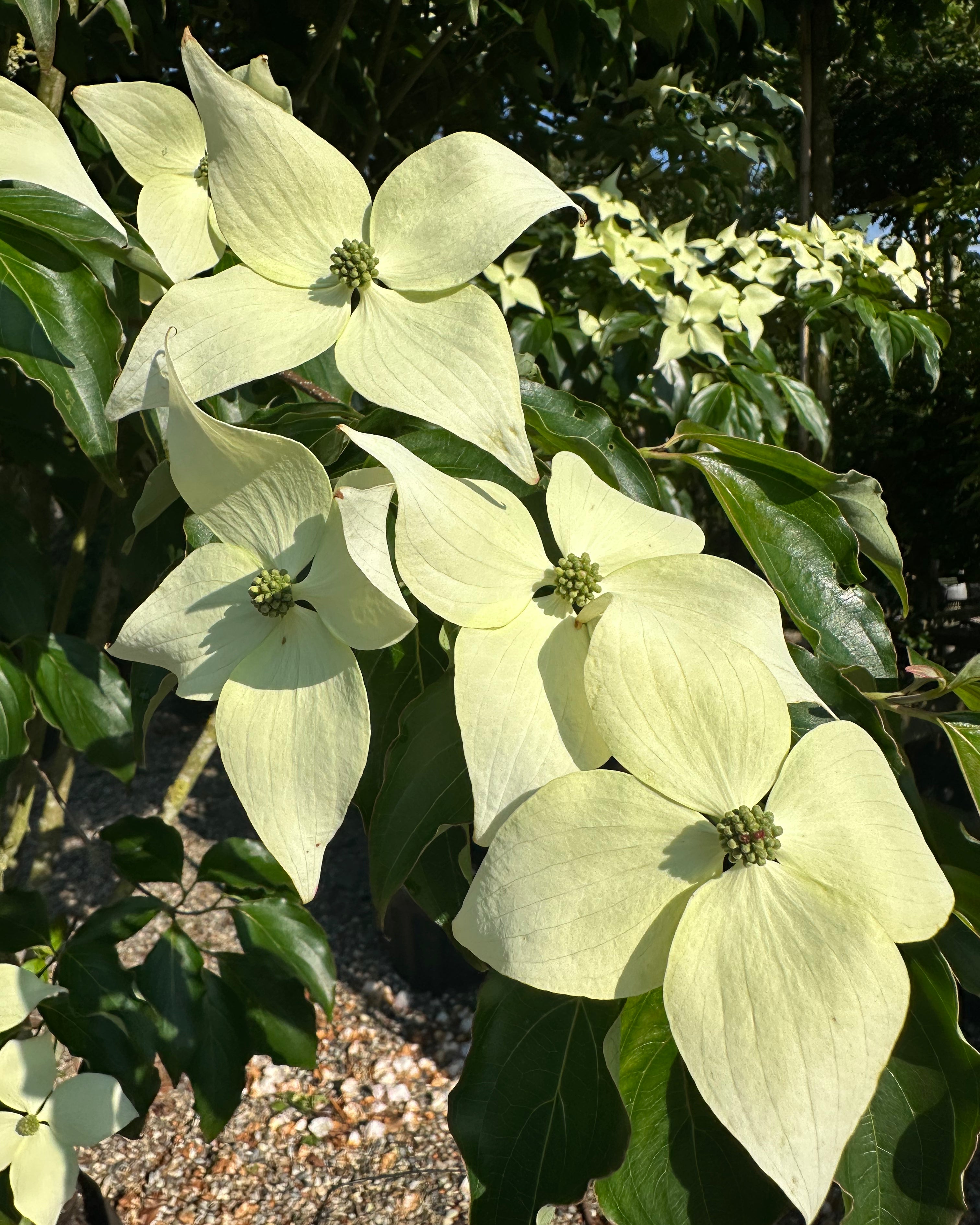 Blomsten på en Koreakornel, cornus kousa Chinensis, flotte store blomsterhoveder.