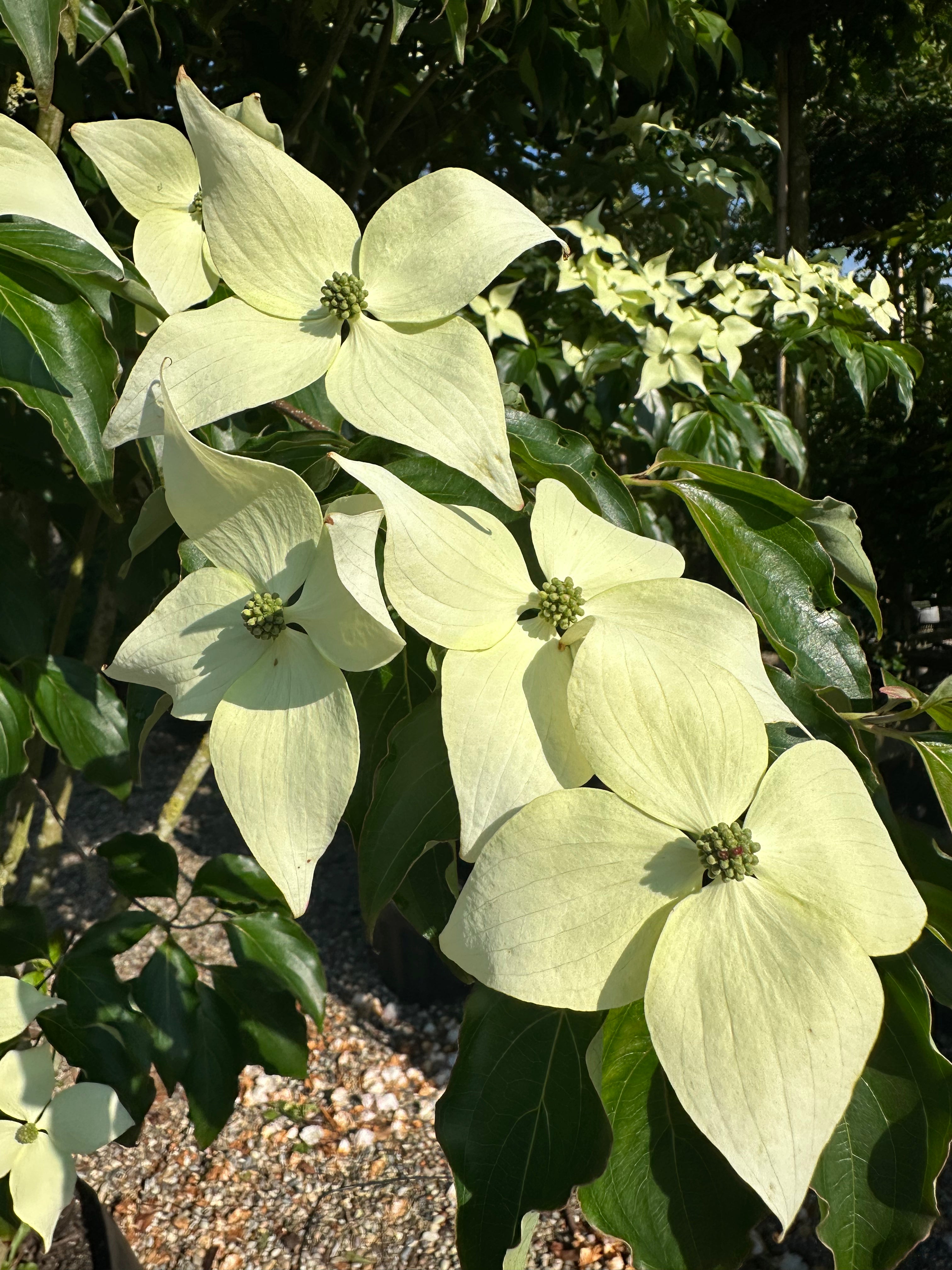 Blomsten på en Koreakornel, cornus kousa Chinensis, flotte store blomsterhoveder.