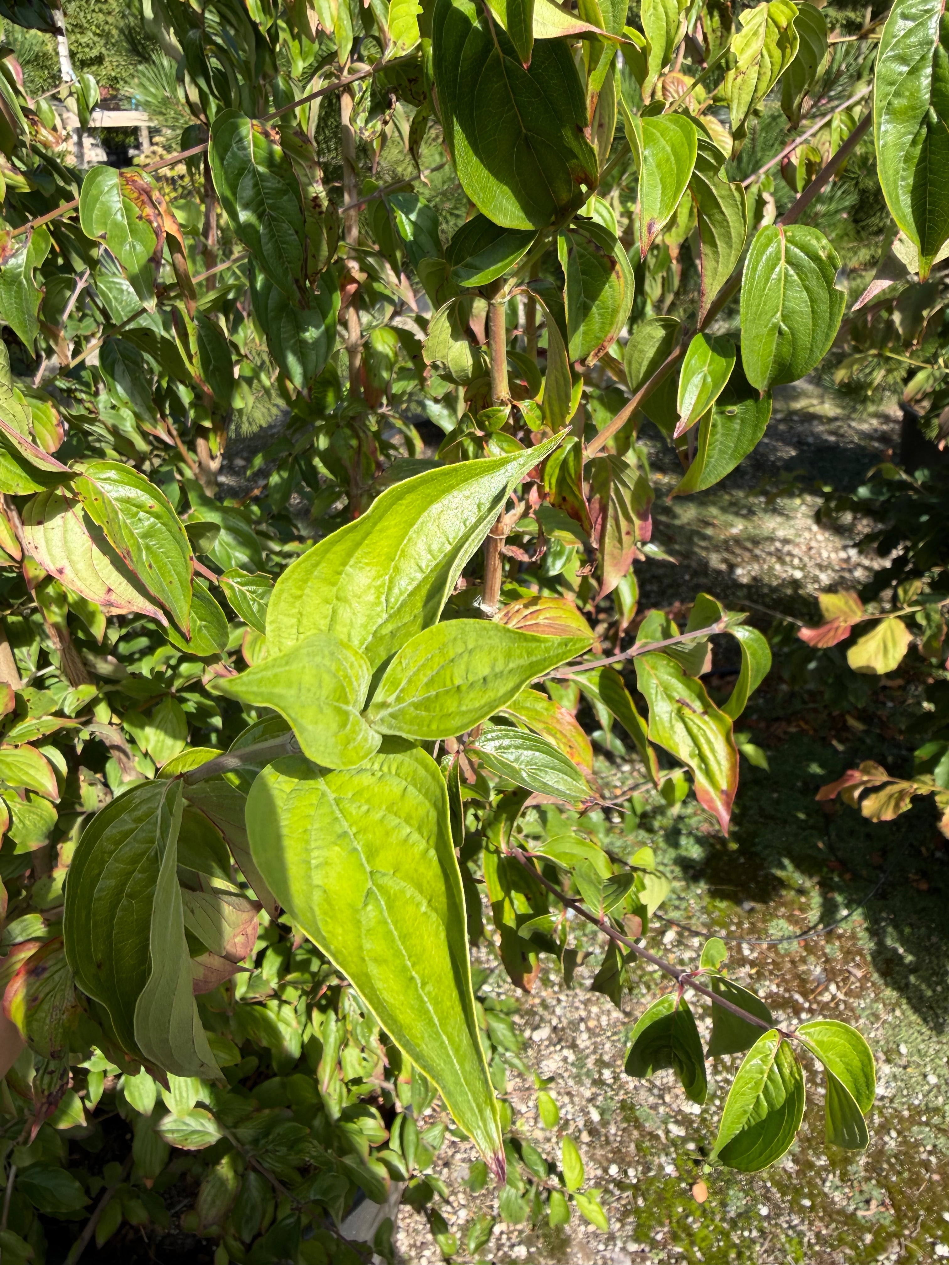Nærbillede af et ovalt, mørkegrønt blad fra en Kirsebærkornel - Cornus mas med karakteristiske buede bladnerver.