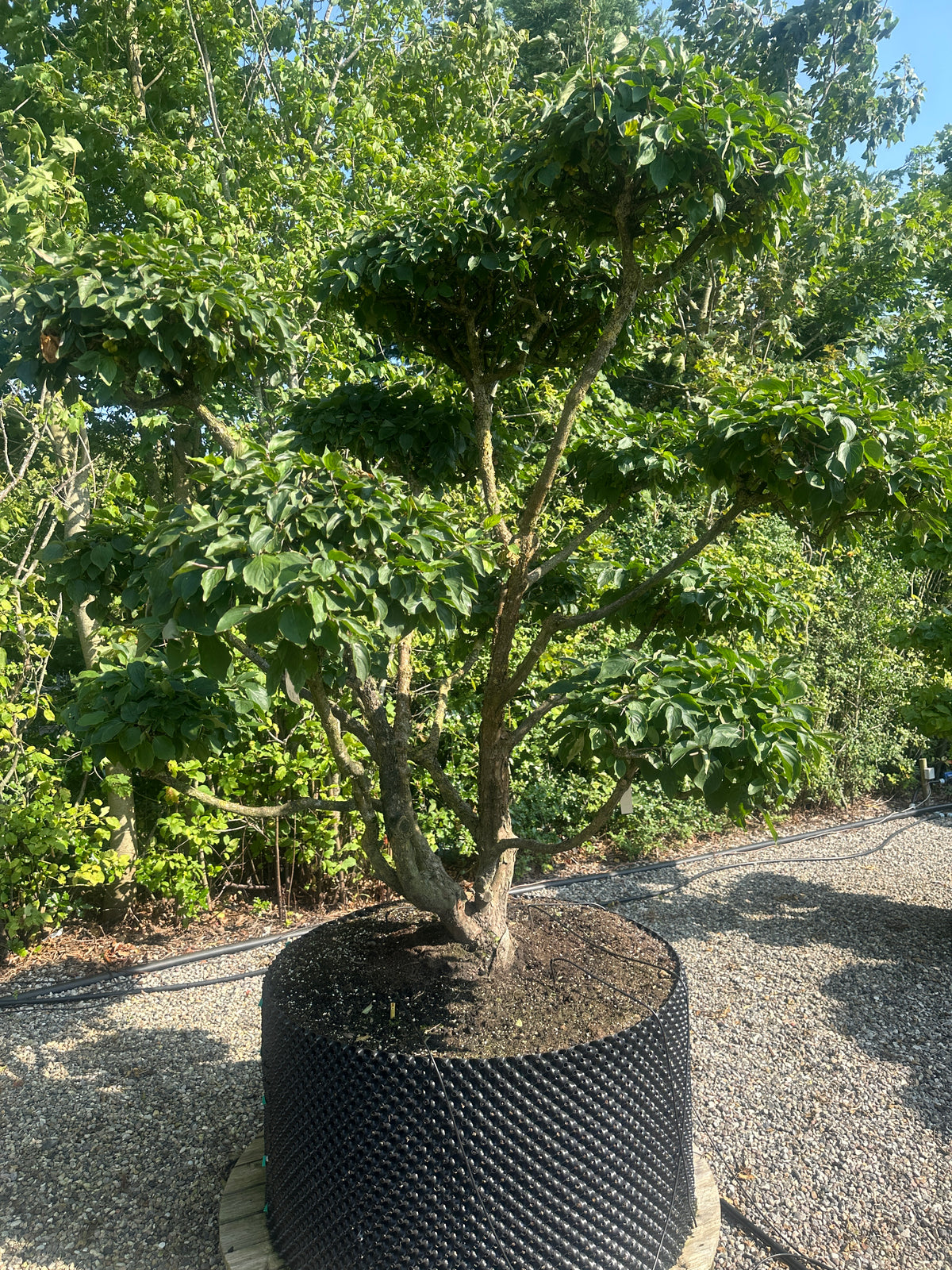 En Cornus mas bonsai med veldefinerede, tætte puder af grønne blade og en rå og afskallende gråbrun stamme.