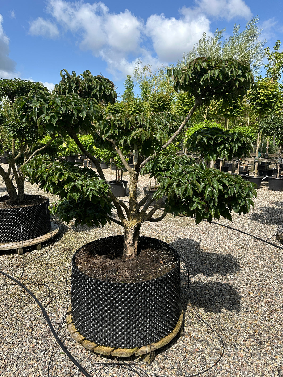 En Cornus mas bonsai i sommersæsonen med sirligt definerede, tætte puder af friske, ovale grønne blade, hvor den gråbrune, strukturerede stamme står centralt i billedet.