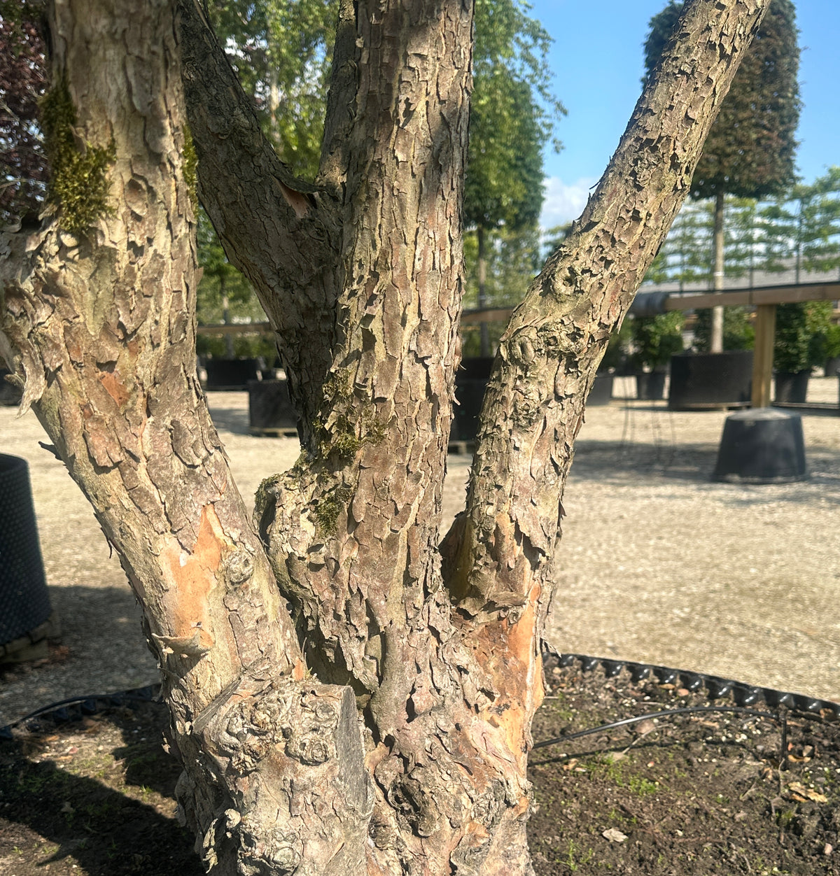 Paraplyformet 'Cornus mas'-kirsebærkornel, hvor den bar stamme har en gråbrun bark, der skaller af i små, fine flager.