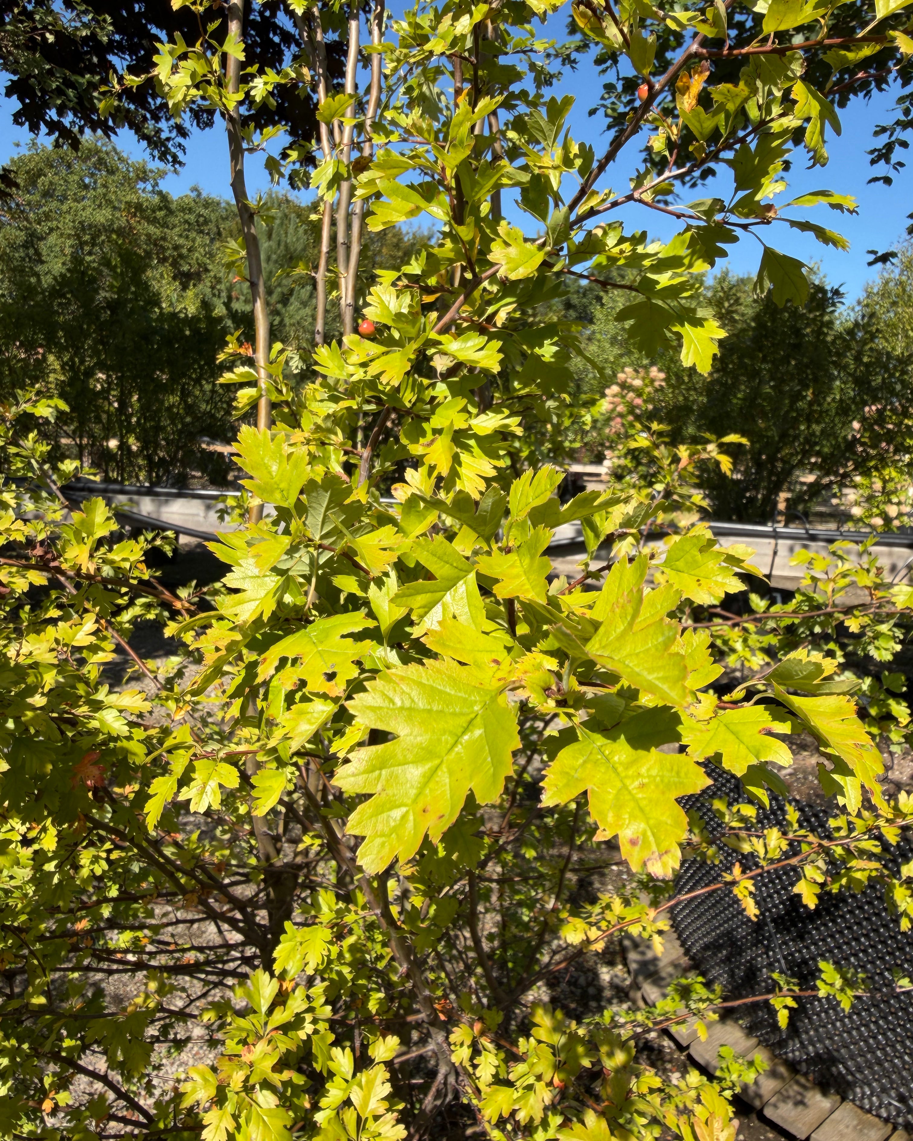 Karakteristiske fligede, dybgrønne blade på en almindelig hvidtjørn, Crataegus monogyna.