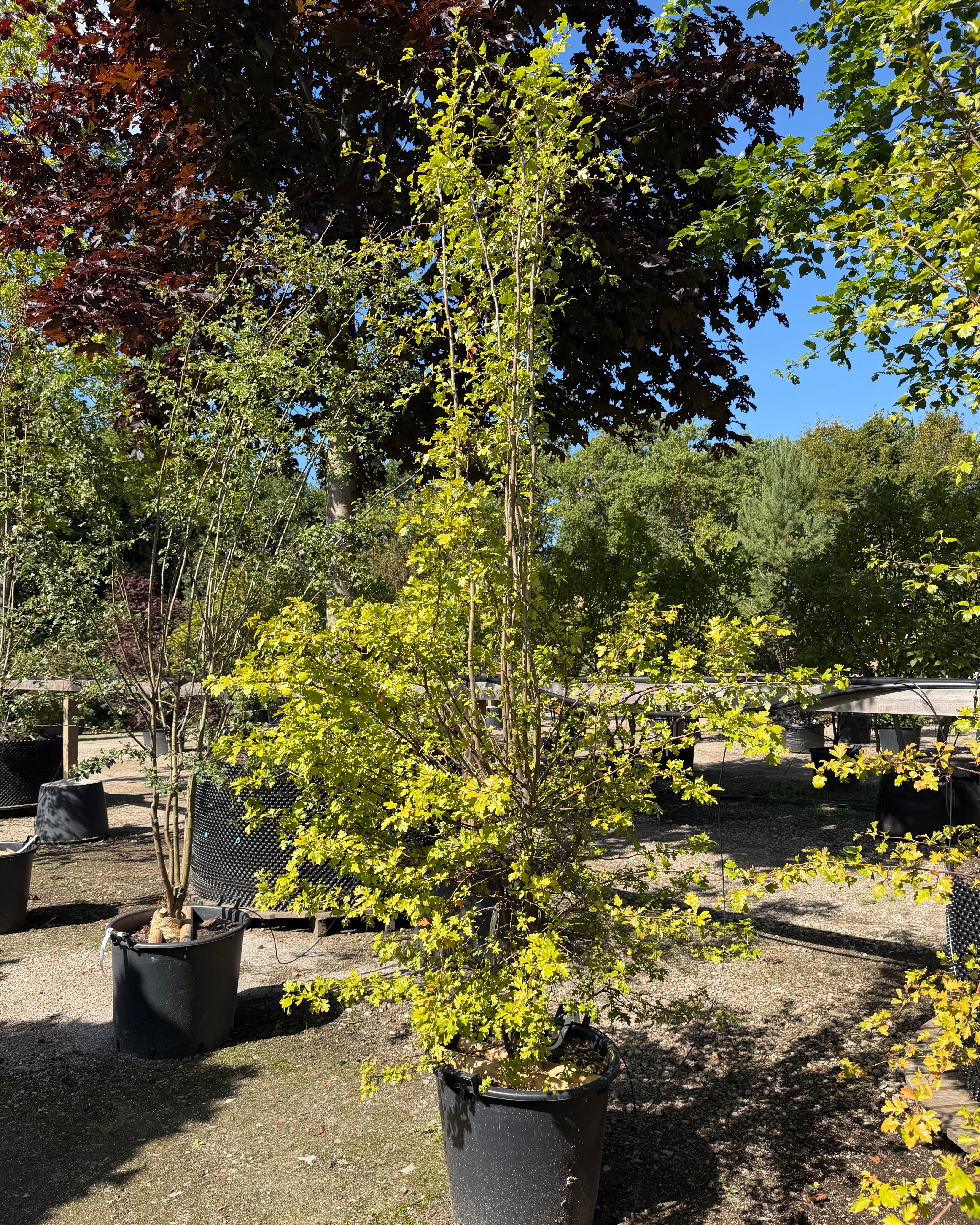 Multistammet Crataegus monogyna almindelig hvidtjørn som karakterfuldt flerstammet prydtræ med tæt, bred krone.