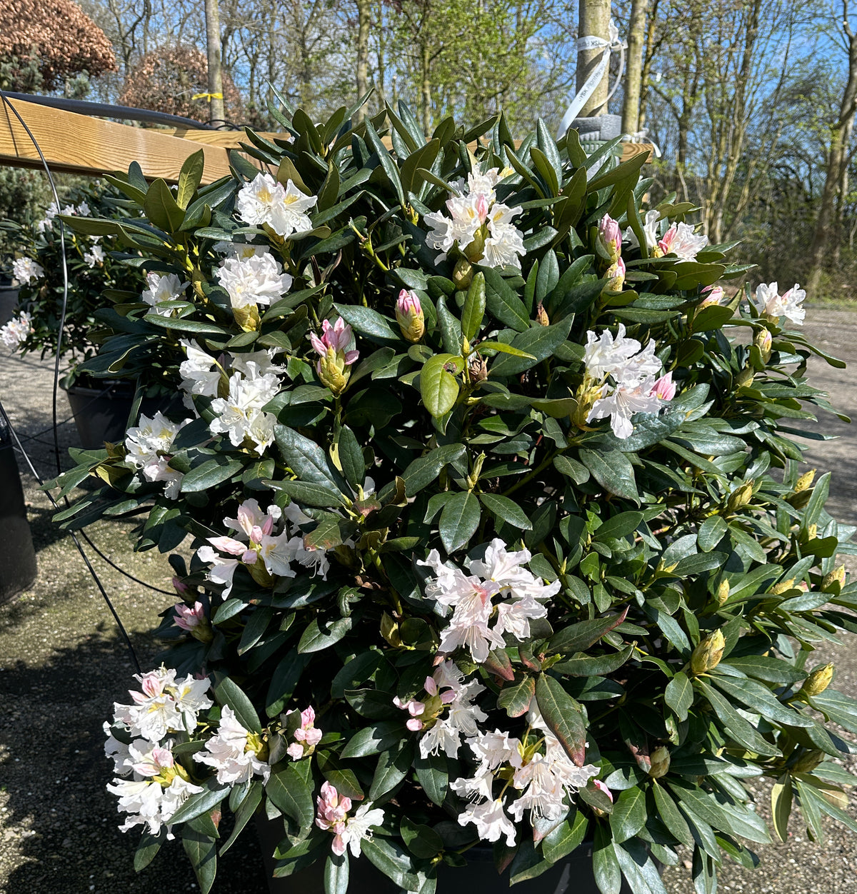Robust og tæt rhododendron Cunninghams White som havebusk i fuld forårsblomstring dækket af store kridhvide blomsterklaser.