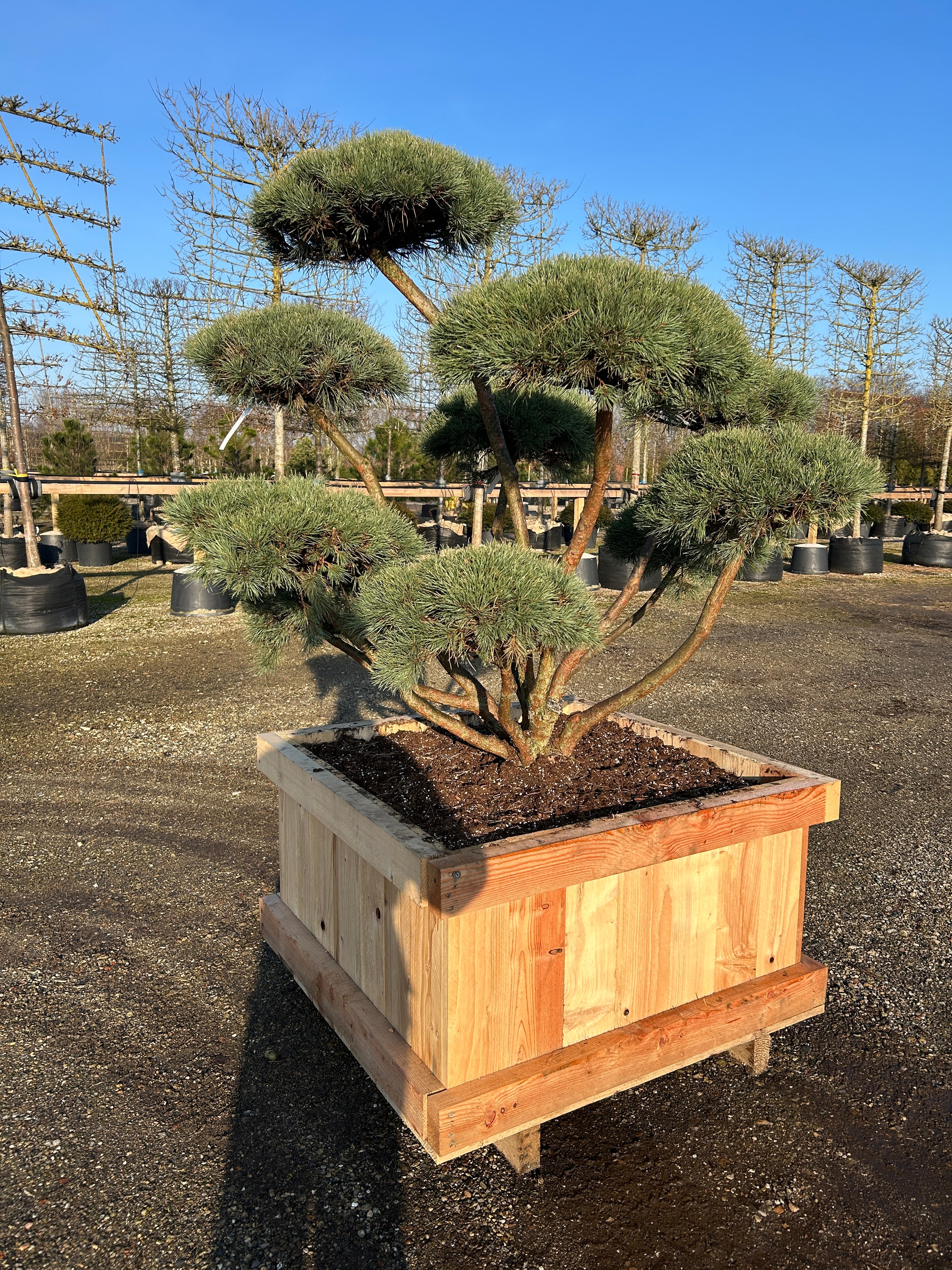 Flot bonsai Dværg skovfyr, Pinus sylvestris Watereri, dens karakterisk rødbrune bark og grønne nåle.