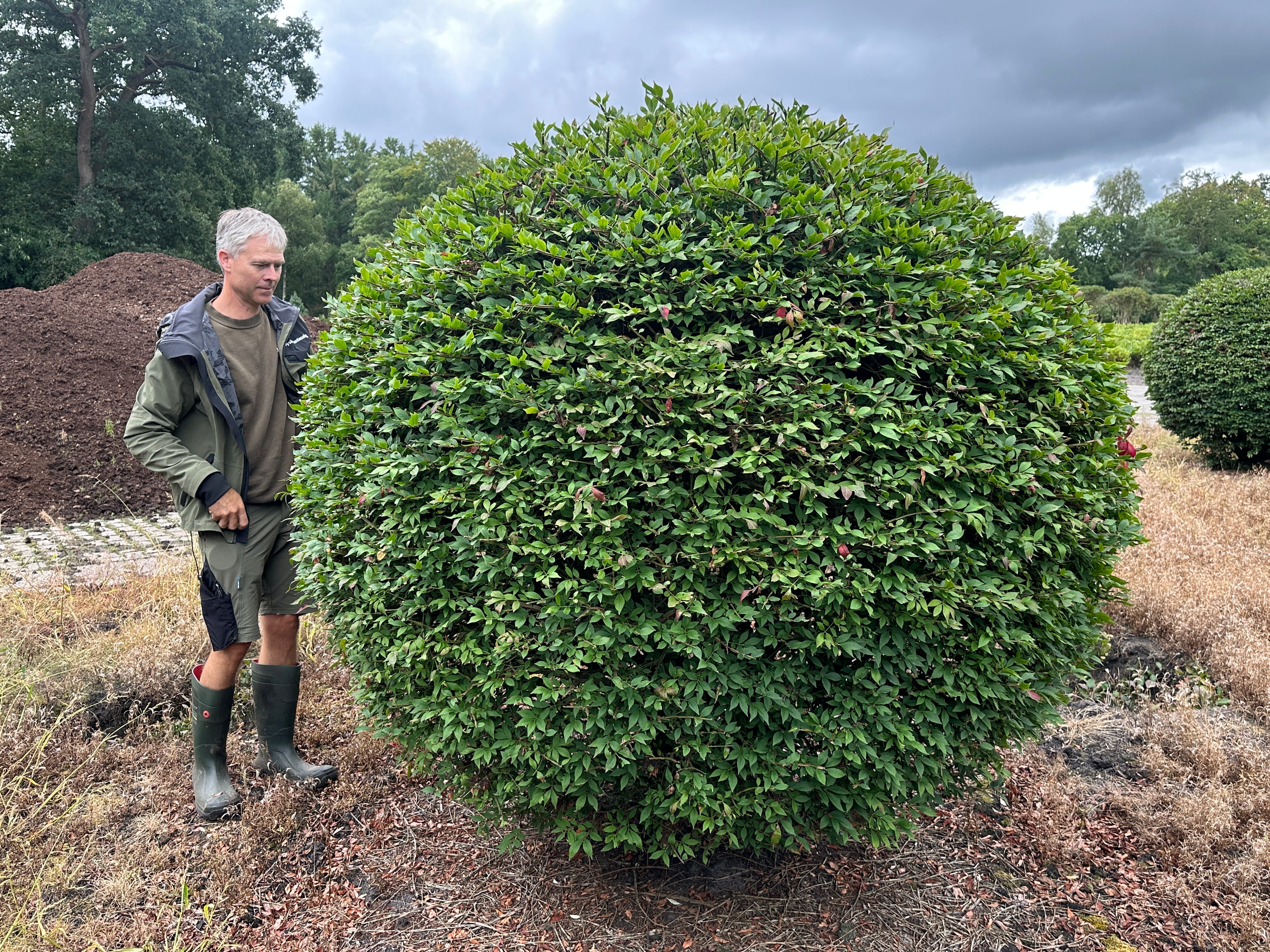 Stor kugleklippet Vinget benved (Euonymus alatus) med frodige grønne blade, klar til haven.