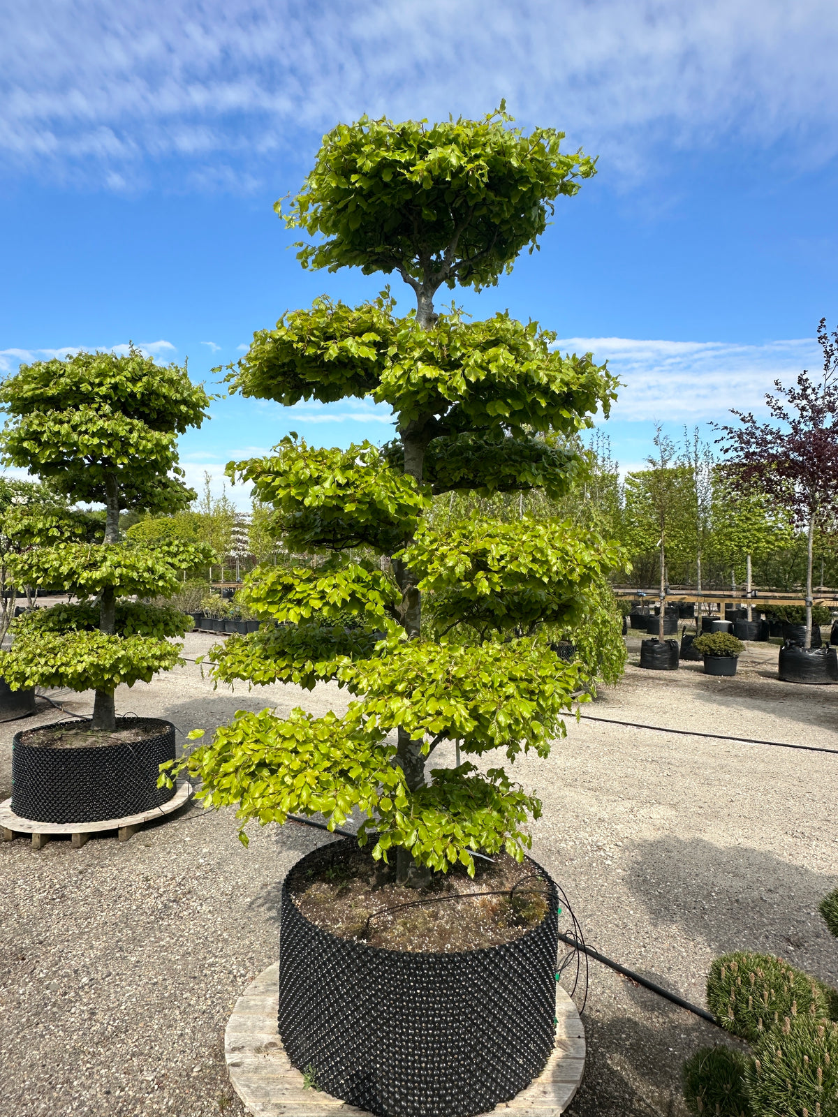 Skulpturel bøge-bonsai med tydelige, vandrette etager af tæt grønt løv.