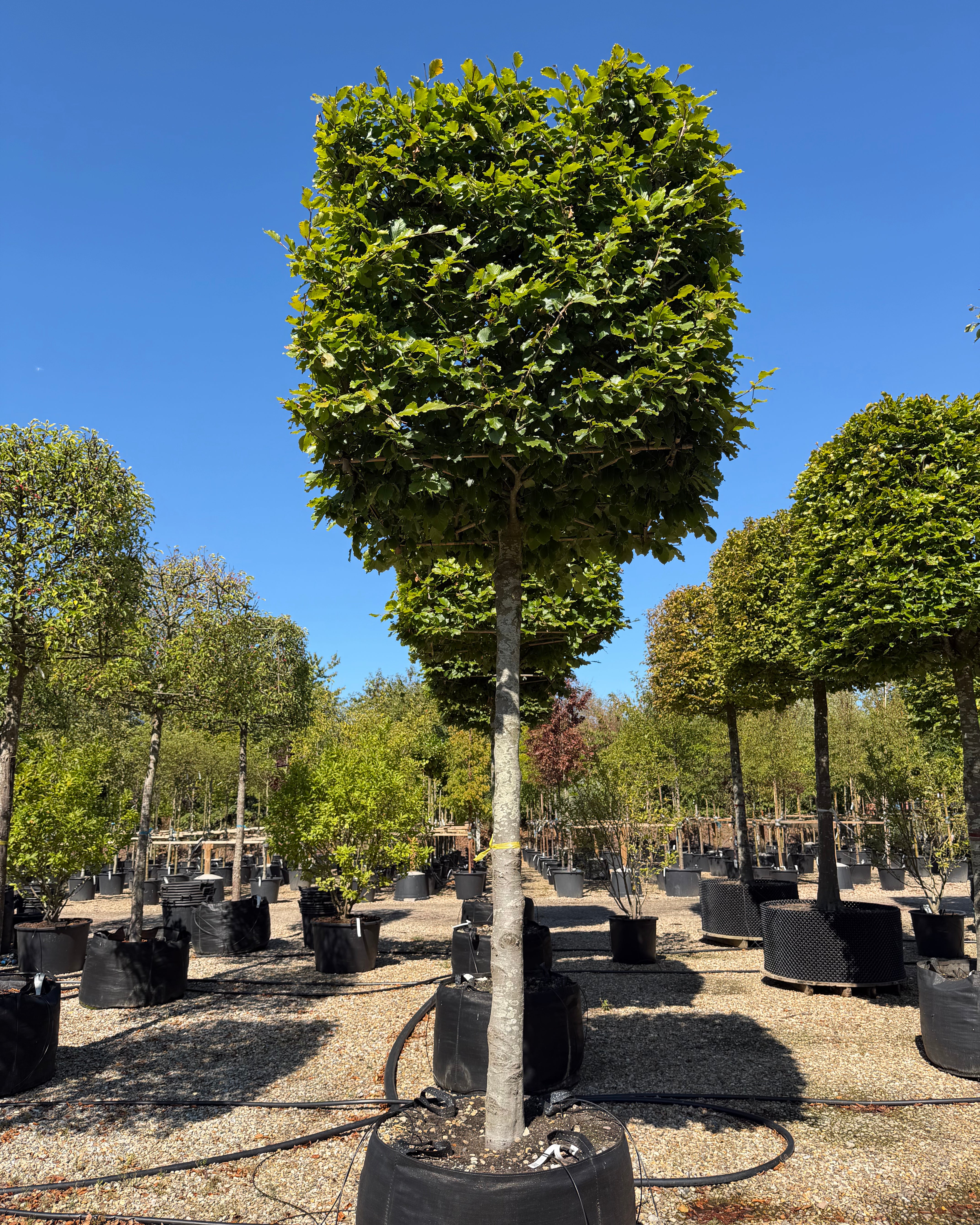 Kasseklippet Fagus sylvatica bøg med en høj, bar stamme og en geometrisk, firkantet formklippet krone med tæt grønt løv.