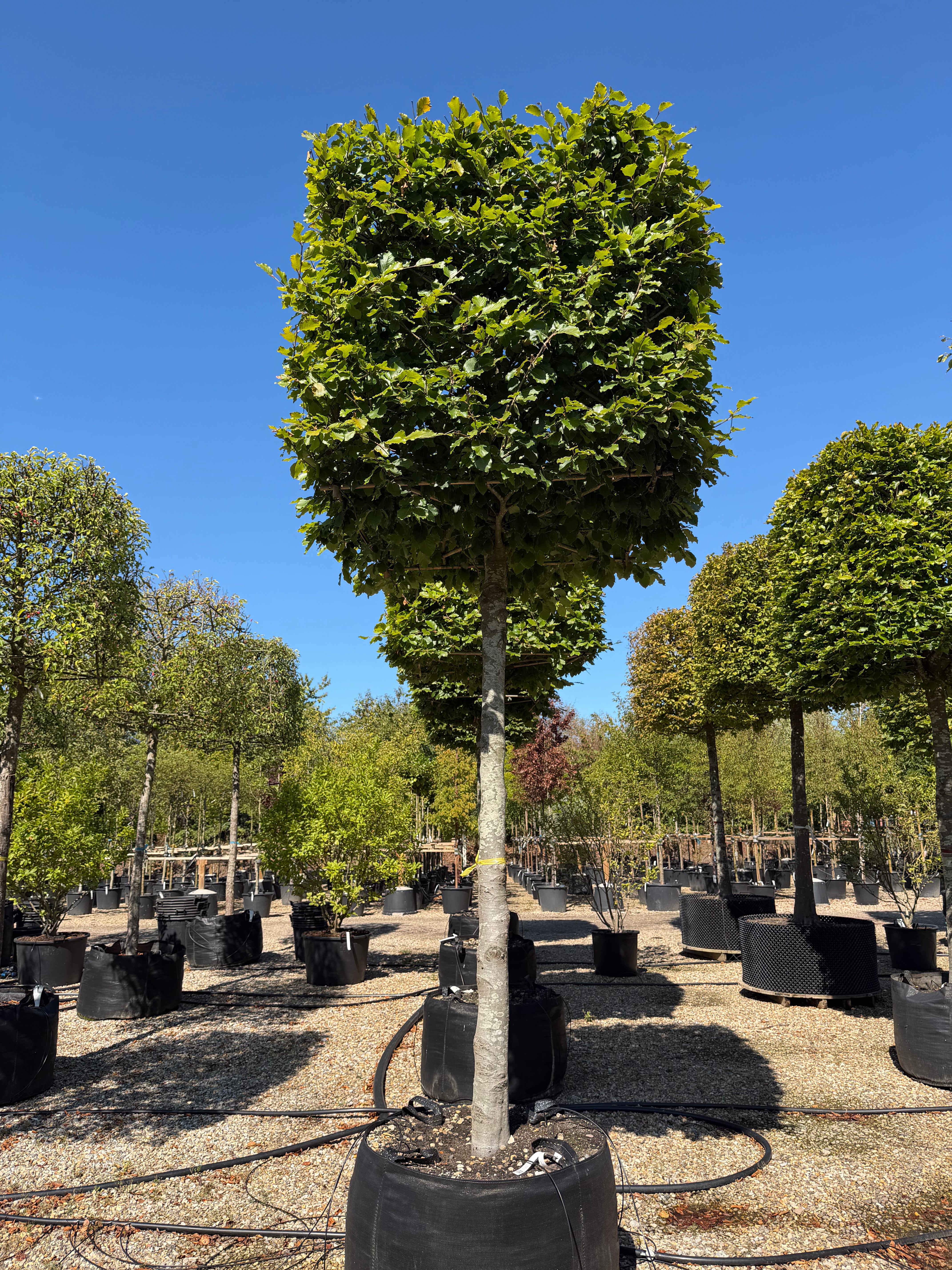 Kasseklippet Fagus sylvatica bøg med en høj, bar stamme og en geometrisk, firkantet formklippet krone med tæt grønt løv.