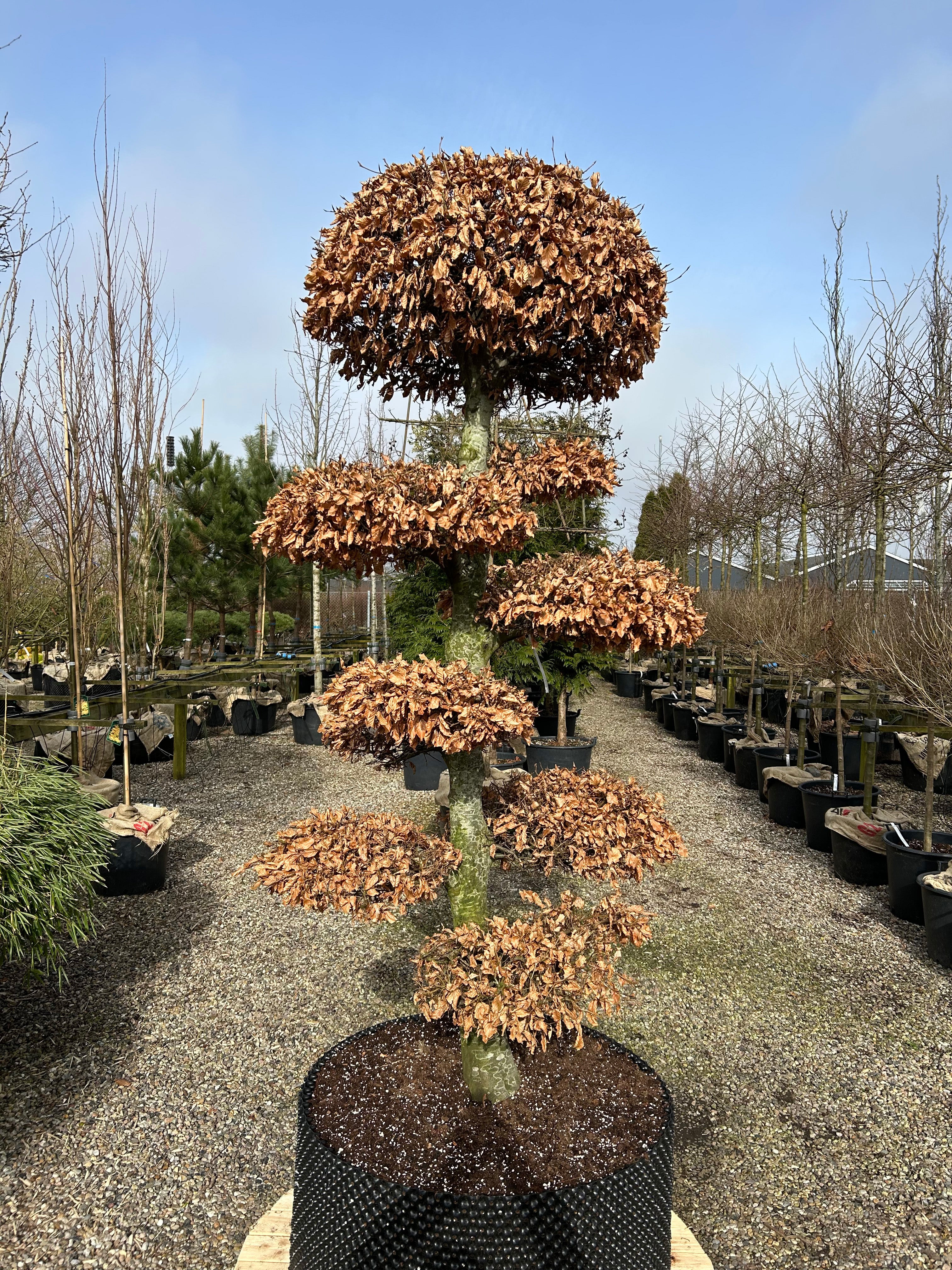 Havebonsai af bøg i efteråret med flammende, kobberbrune blade på de klippede sky-puder.
