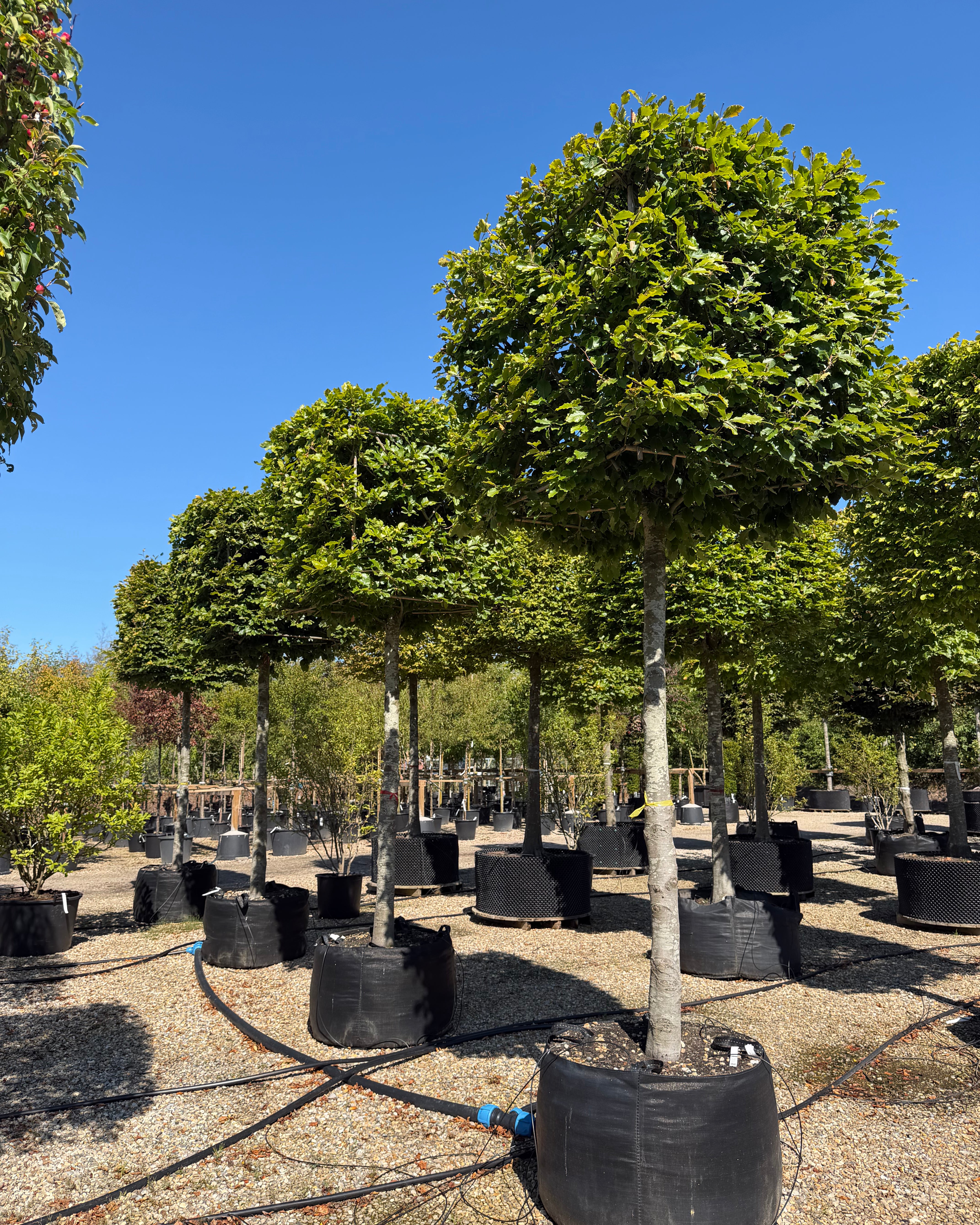 Kasseklippet Fagus sylvatica bøg med en høj, bar stamme og en geometrisk, firkantet formklippet krone med tæt grønt løv.