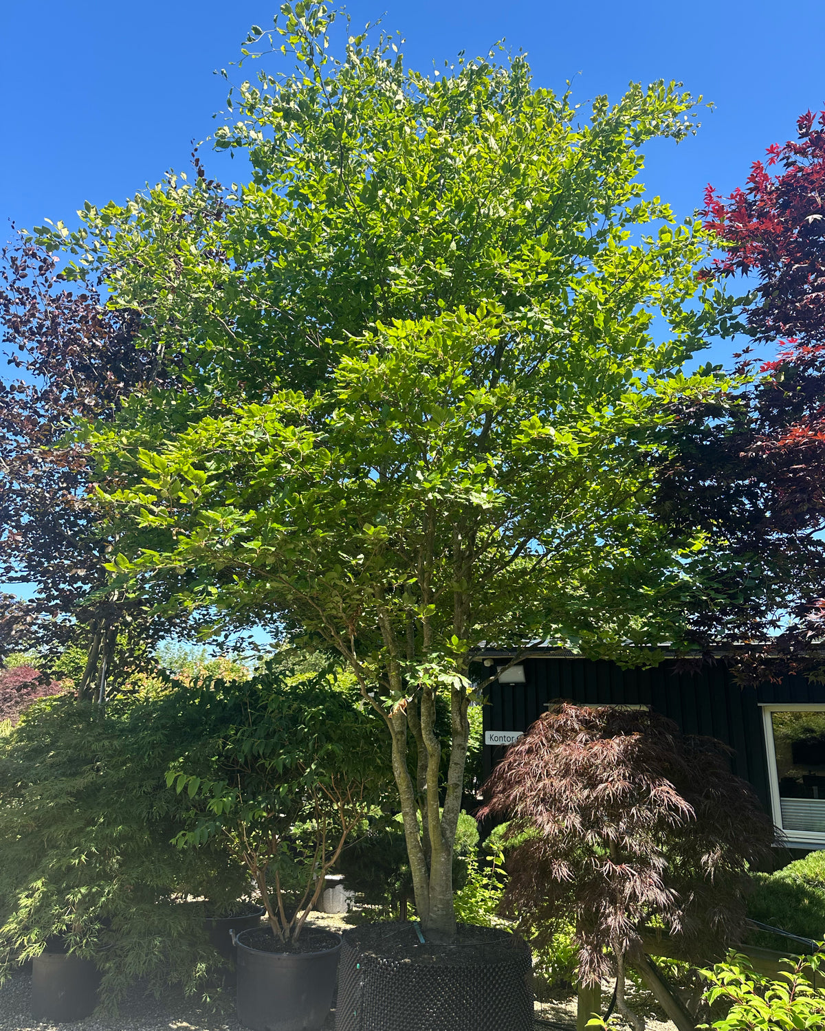 Multistammet 'Fagus sylvatica'-bøg, hvor flere lysgrå stammer forgrener sig fra jorden og bærer en bred krone af dybgrønne blade midt på sommeren.