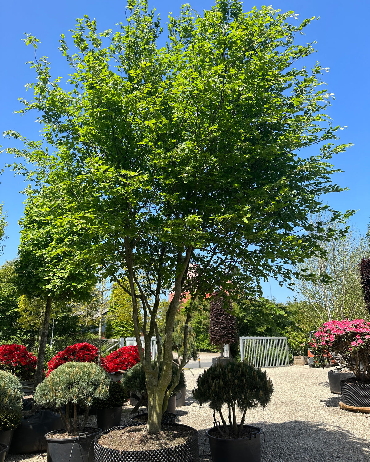 Multistammet 'Fagus sylvatica'-bøg, hvor flere lysgrå stammer forgrener sig fra jorden og bærer en bred krone af dybgrønne blade midt på sommeren.