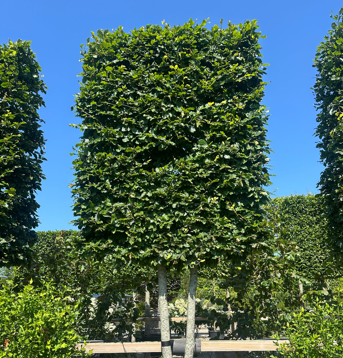 Multistammet svævende hæk af 'Fagus sylvatica'-bøg, hvor flere lysgrå stammer vokser op fra jorden og bærer en tæt, rektangulært formklippet krone med grønne blade.