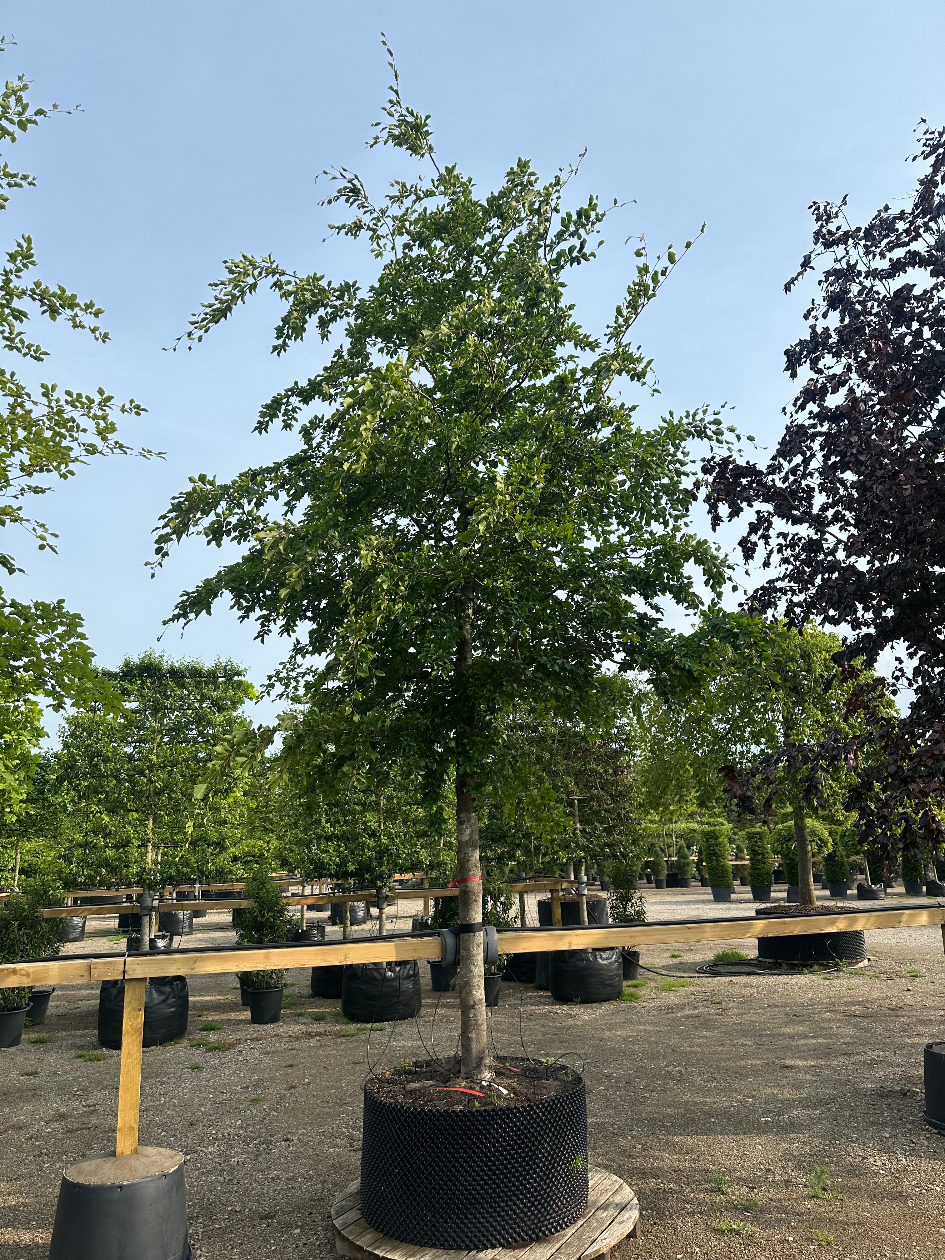 Opstammet 'Fagus sylvatica'-bøg i en have, hvor den tætte, runde krone er dækket af friske, grønne blade på en bar og lysgrå stamme midt på sommere