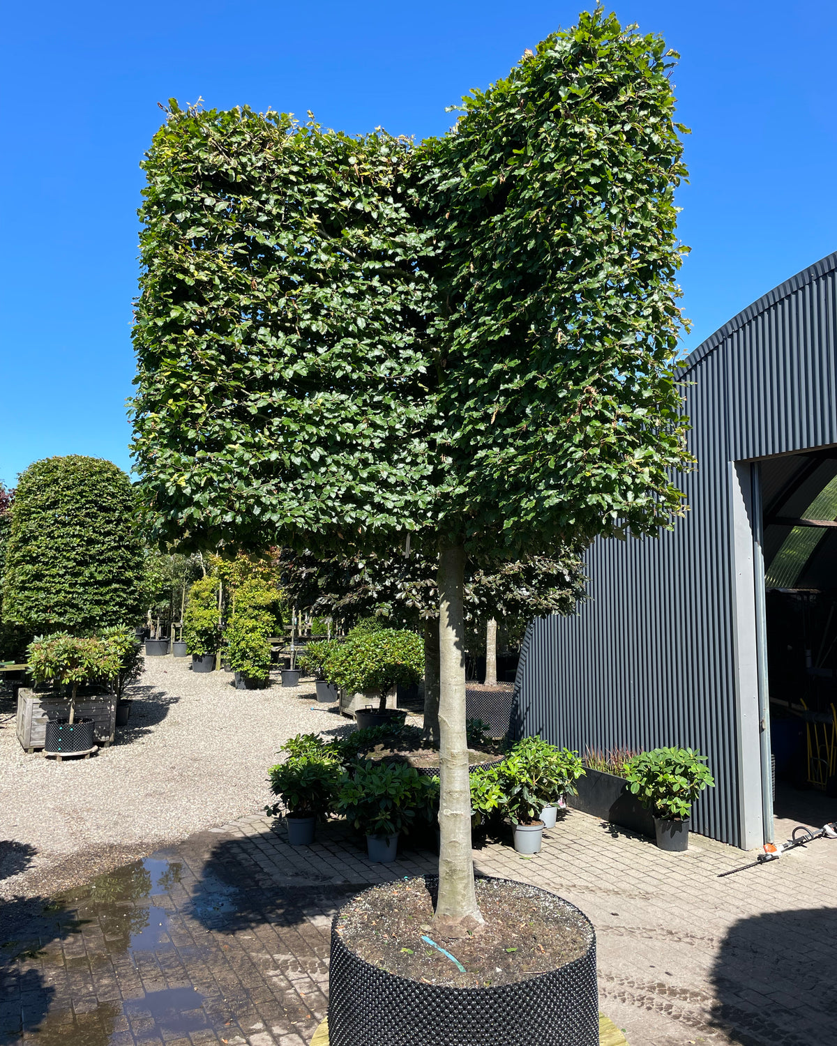 En vinklet svævende hæk af 'Fagus sylvatica'-bøgetræer, hvor de opstammede kroner er formklippet i en skarp vinkel og danner en sammenhængende, grøn mur over jorden.