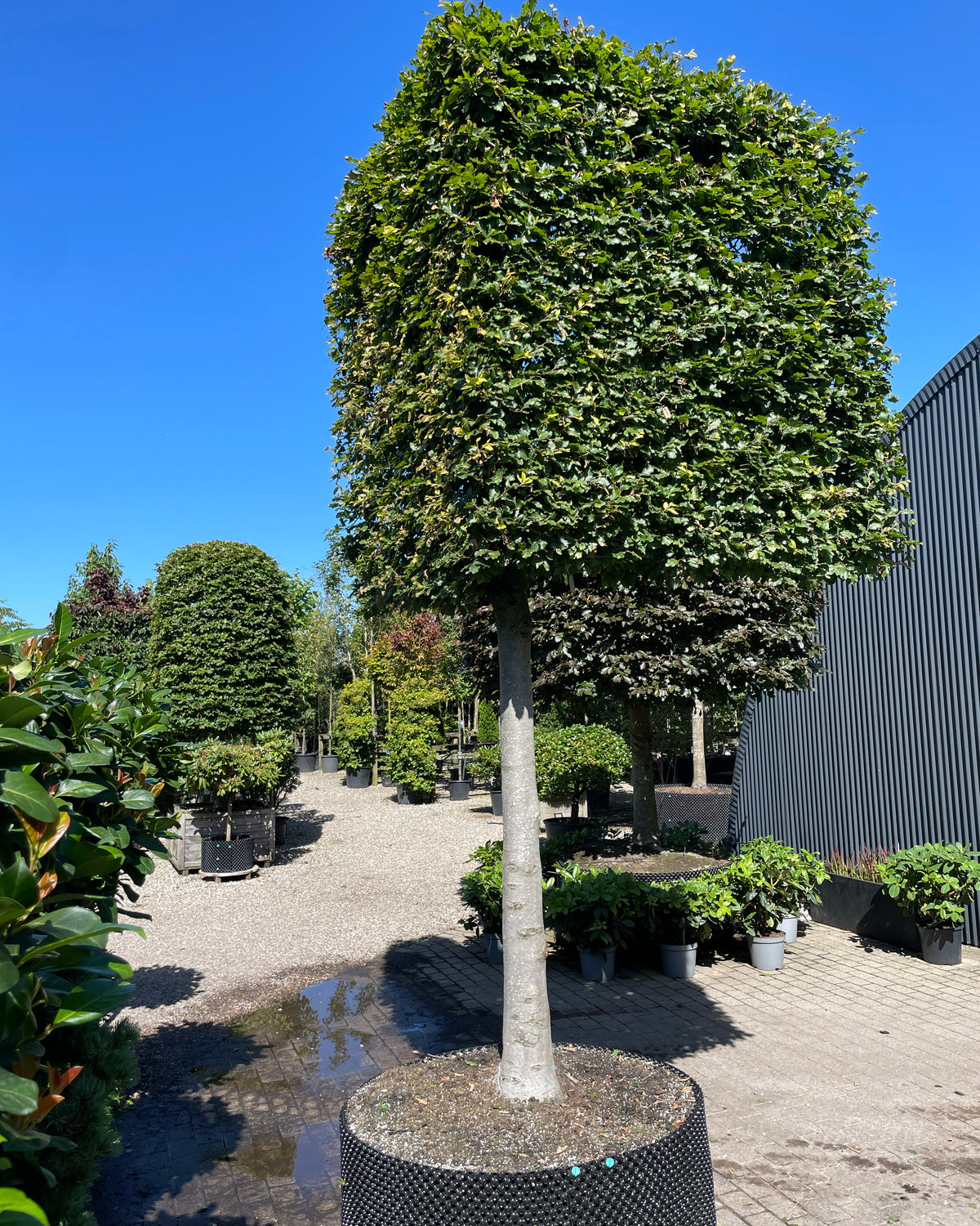 En vinklet svævende hæk af 'Fagus sylvatica'-bøgetræer, hvor de opstammede kroner er formklippet i en skarp vinkel og danner en sammenhængende, grøn mur over jorden.