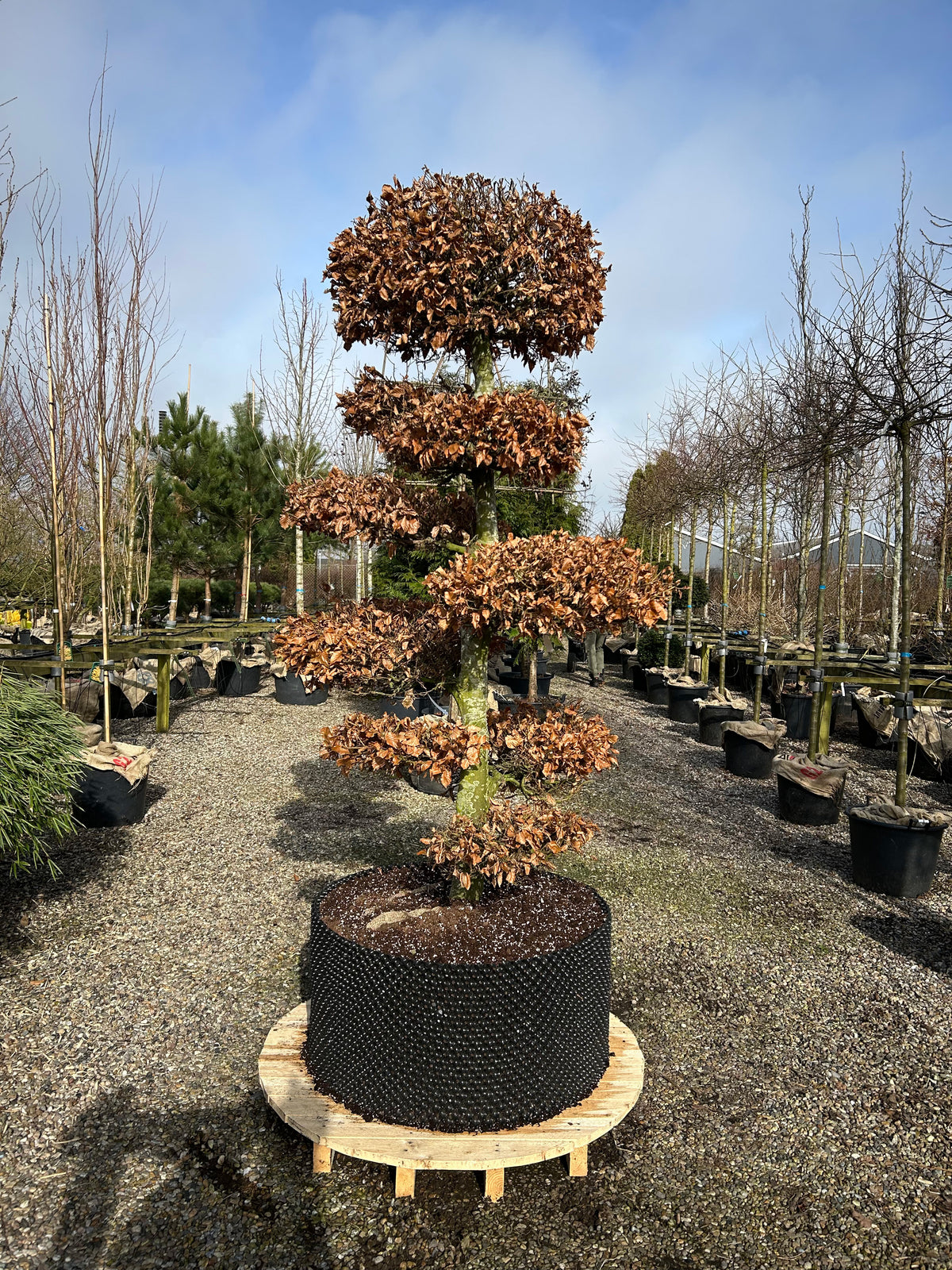 Havebonsai af bøg i efteråret med flammende, kobberbrune blade på de klippede sky-puder.