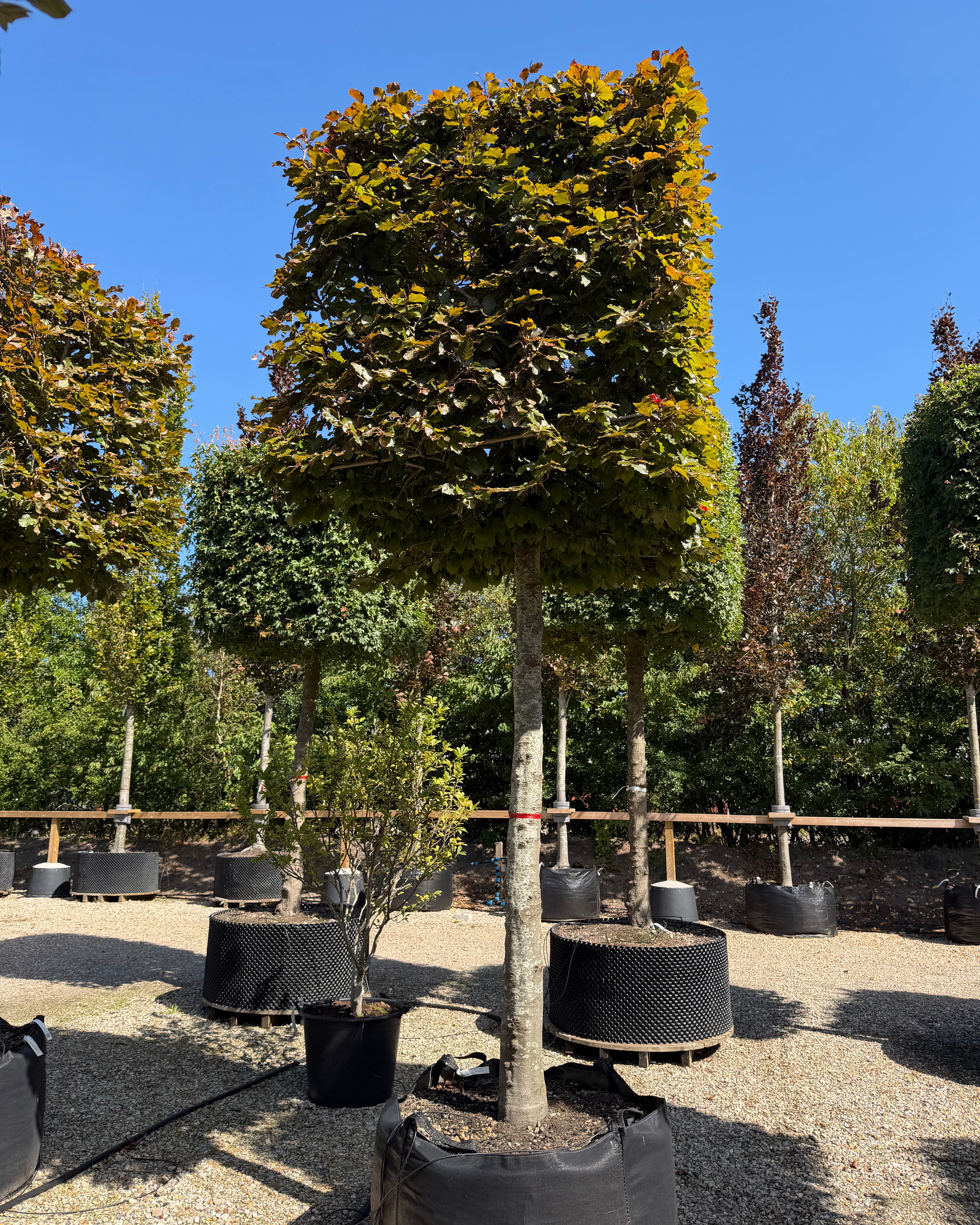 Kasseklippet Fagus sylvatica Atropunicea rødbøg med høj, bar stamme og en geometrisk, firkantet formklippet krone med tæt rødeligt løv.