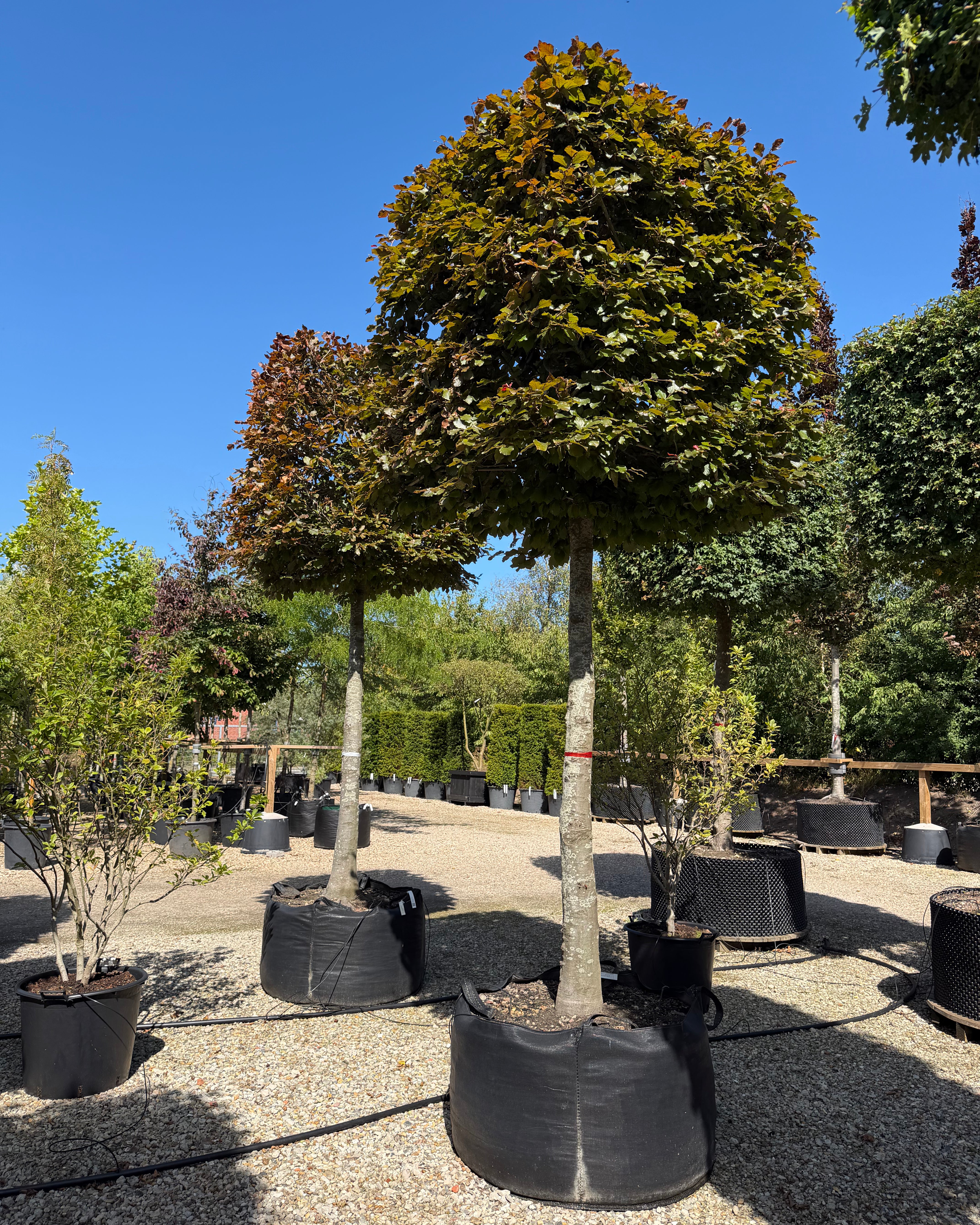 Kasseklippet Fagus sylvatica Atropunicea rødbøg med høj, bar stamme og en geometrisk, firkantet formklippet krone med tæt rødeligt løv.