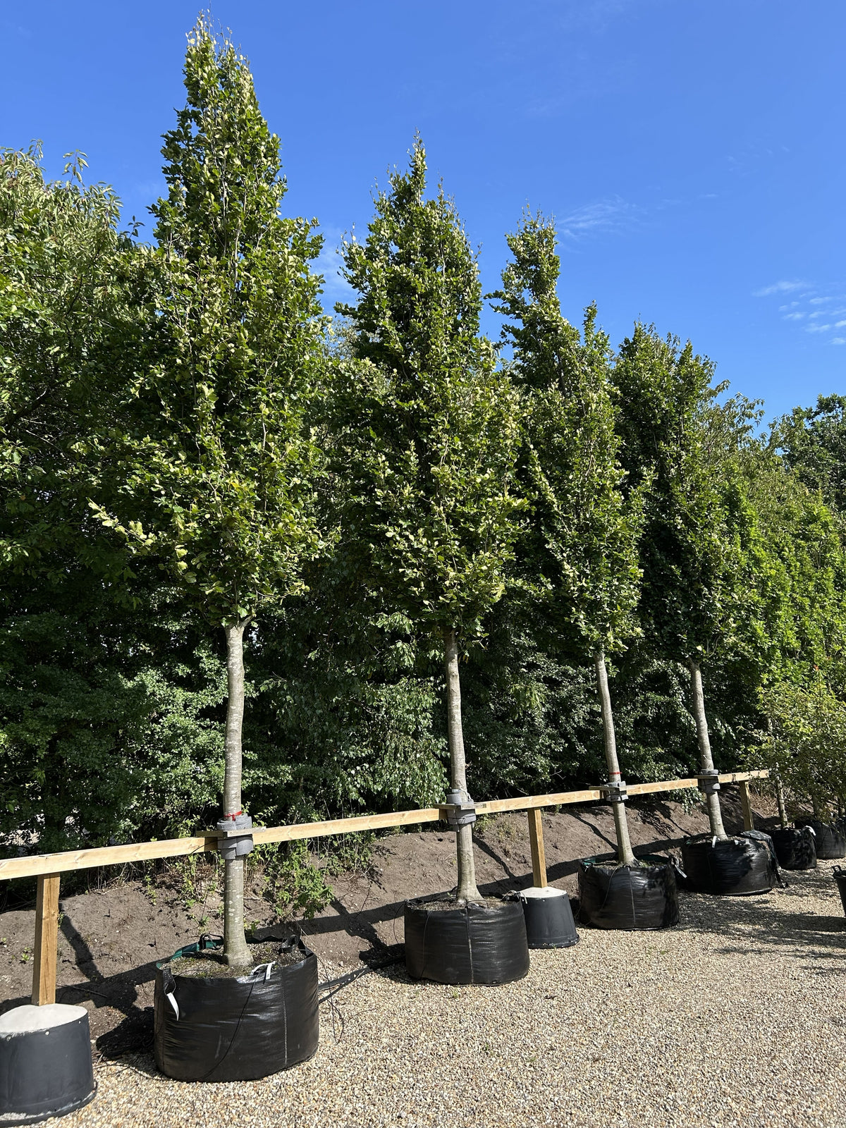 En høj og slank søjlebøg, Fagus sylvatica 'Dawyck', med en markant søjleformet og tæt vækst.