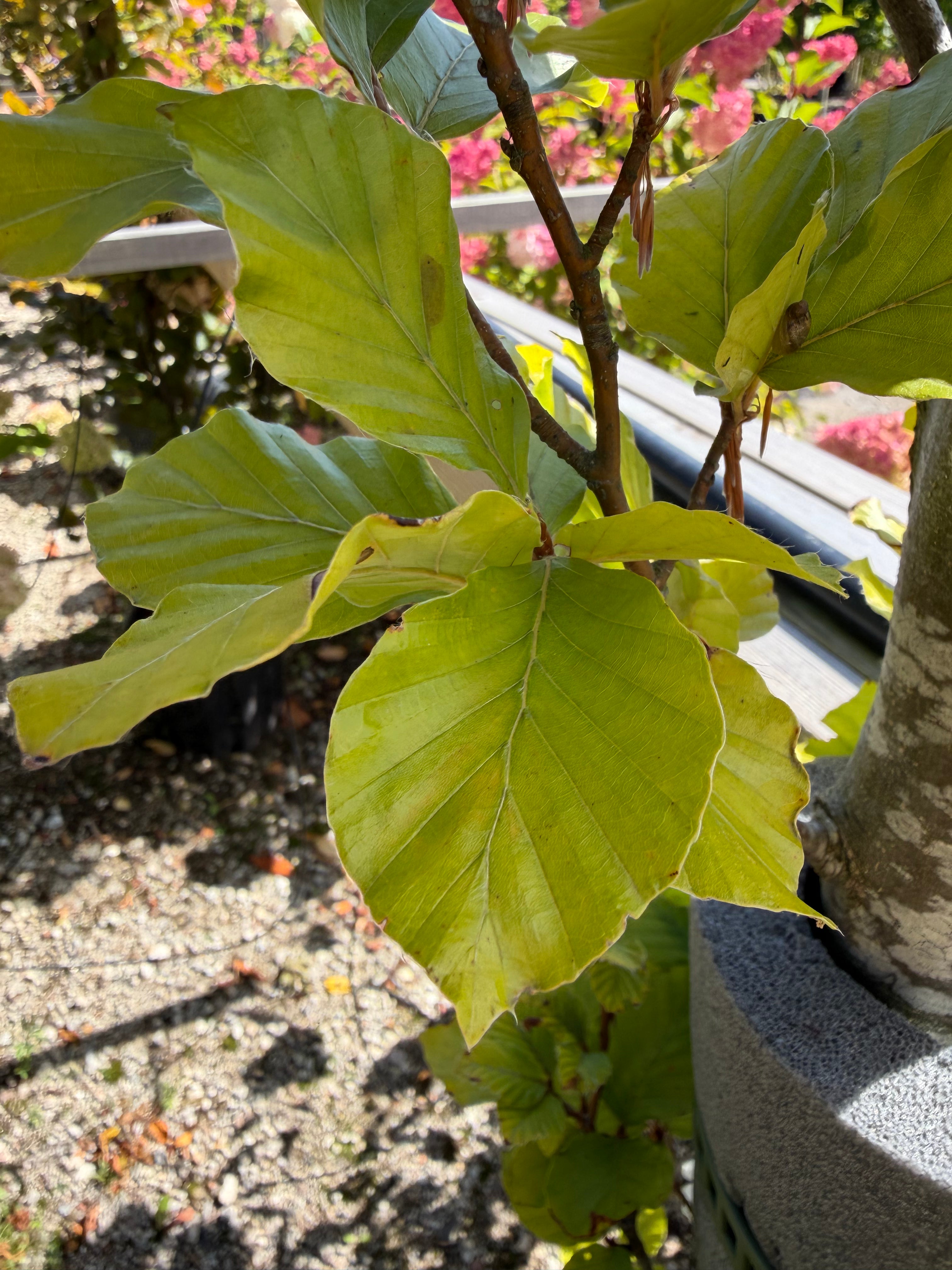 Limegrønne og ovale blade på en sund Søjlebøg 'Dawyck Gold' i sommersæsonen.