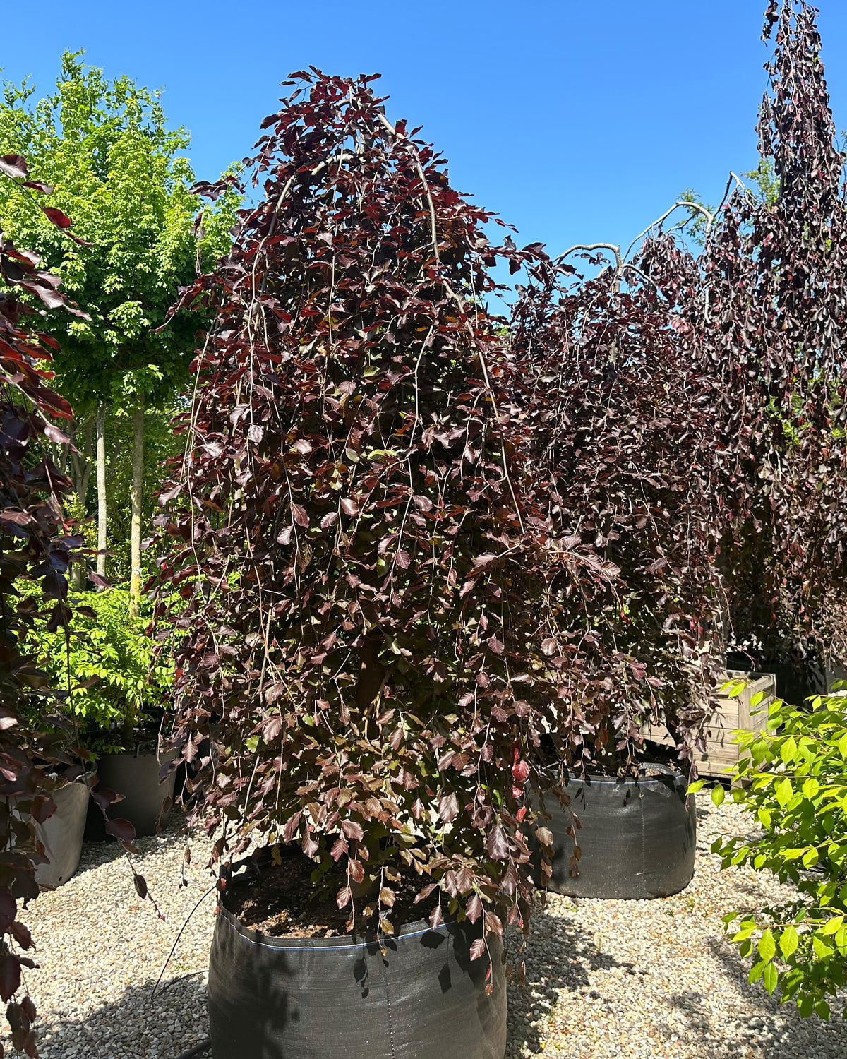 'Purpurea Pendula'-hængebøg, hvor de skinnende, dybviolette og mørkelilla blade sidder tæt på de hængende grene og fanger lyset i sommermånederne.