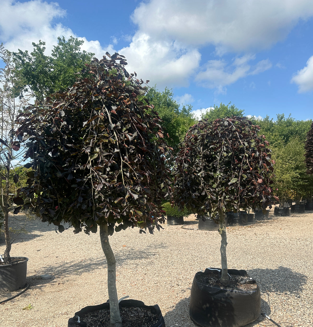 'Purpurea Pendula'-hængebøg, hvor de skinnende, dybviolette og mørkelilla blade sidder tæt på de hængende grene og fanger lyset i sommermånederne.