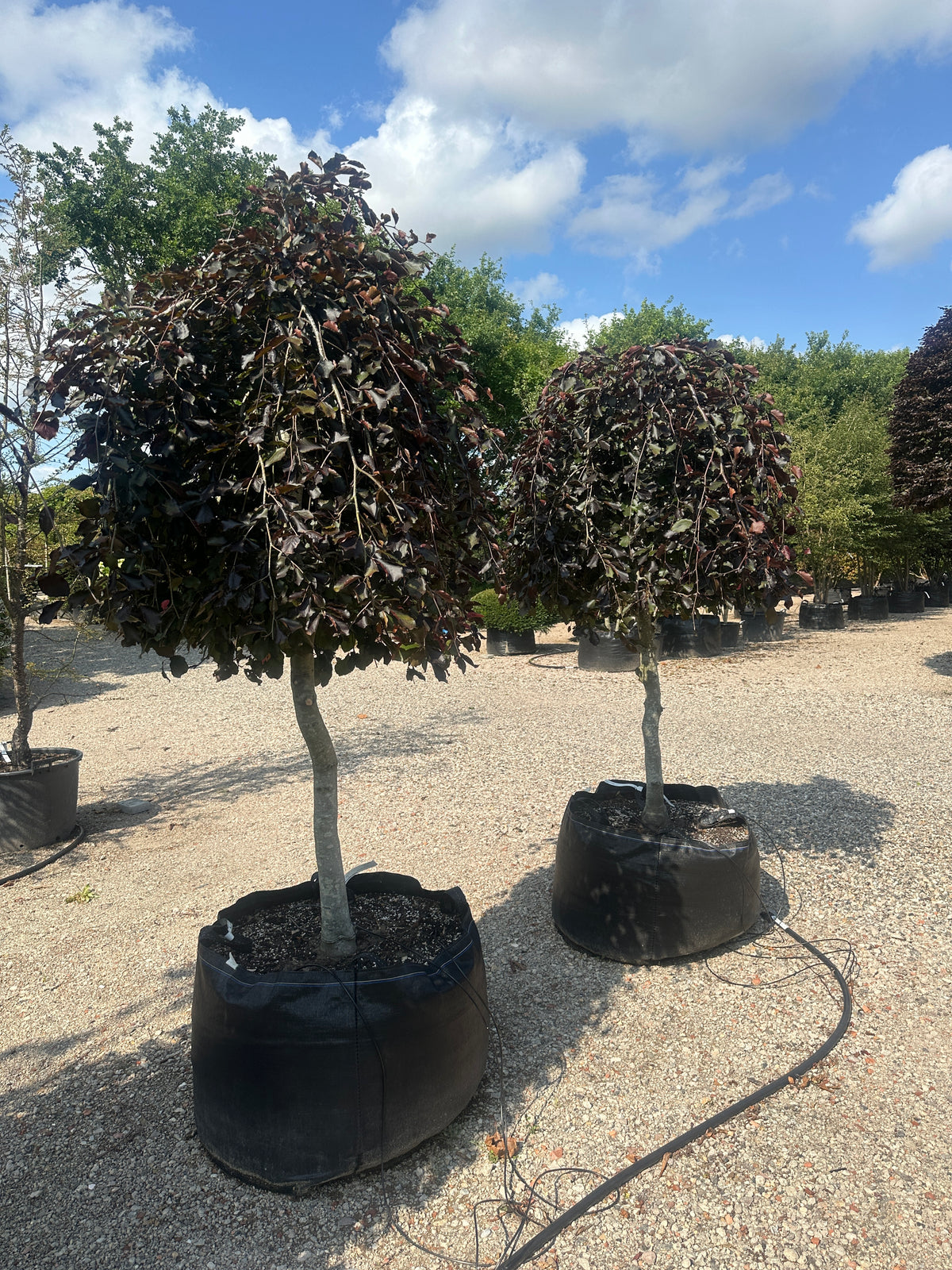 'Purpurea Pendula'-hængebøg, hvor de skinnende, dybviolette og mørkelilla blade sidder tæt på de hængende grene og fanger lyset i sommermånederne.