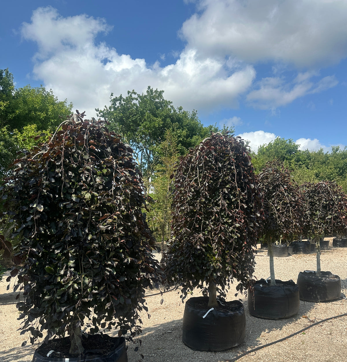'Purpurea Pendula'-hængebøg, hvor de skinnende, dybviolette og mørkelilla blade sidder tæt på de hængende grene og fanger lyset i sommermånederne.