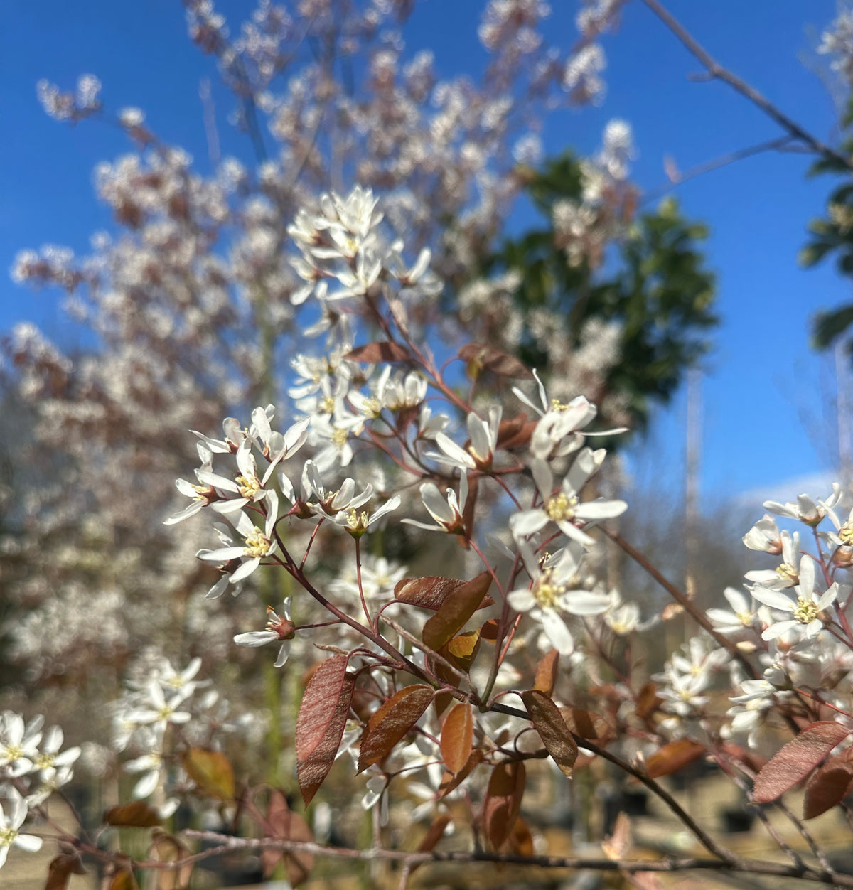 Flerstammet Amelanchier lamarckii bærmispel i fuld forårsblomstring med masser af små, hvide blomster.