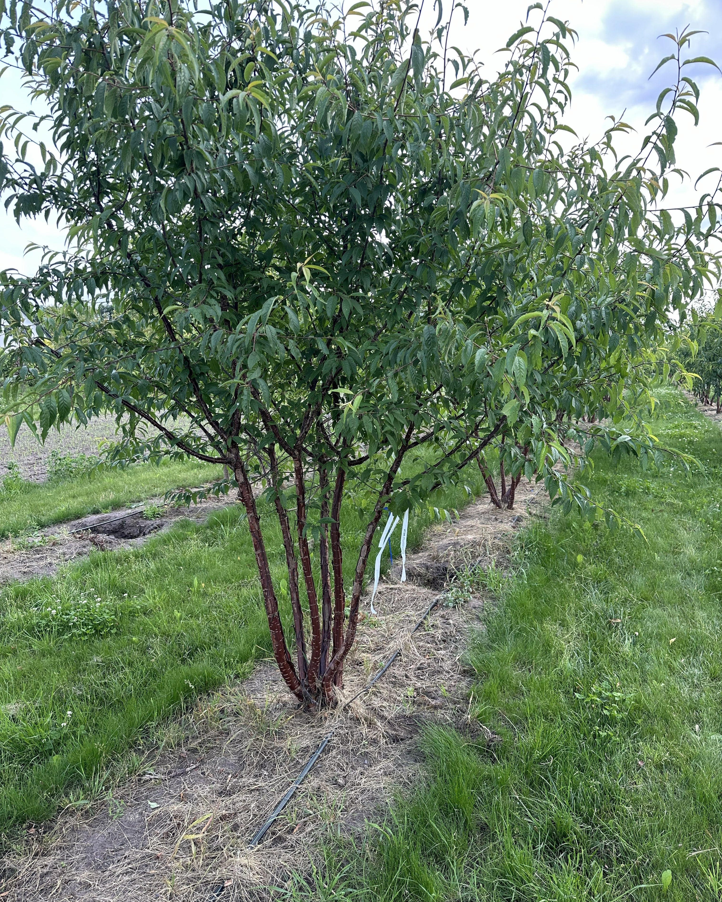 Solitær multistammet tibetansk kirsebær.